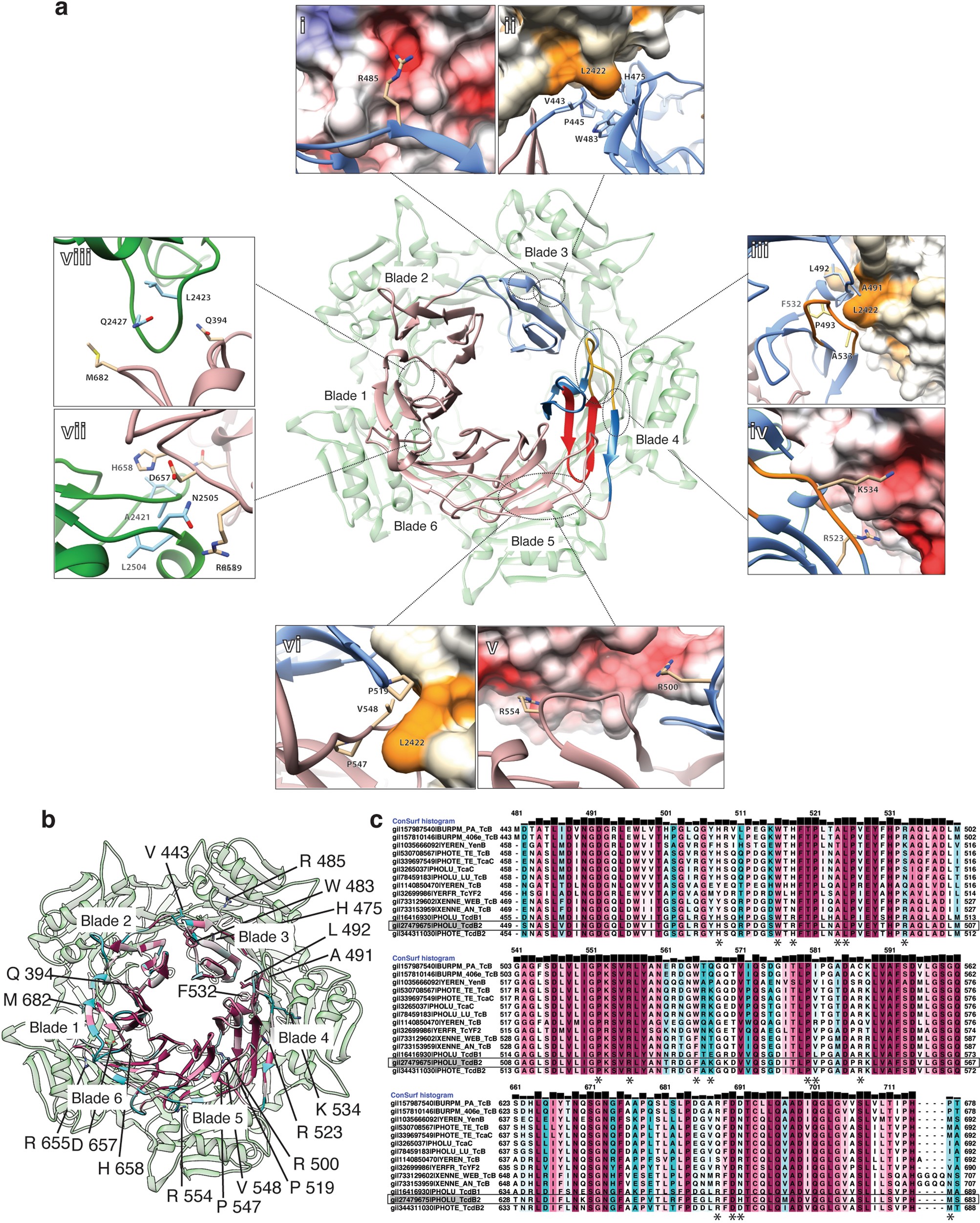 Extended Data Fig. 2: Details of the TcA–TcB interface.