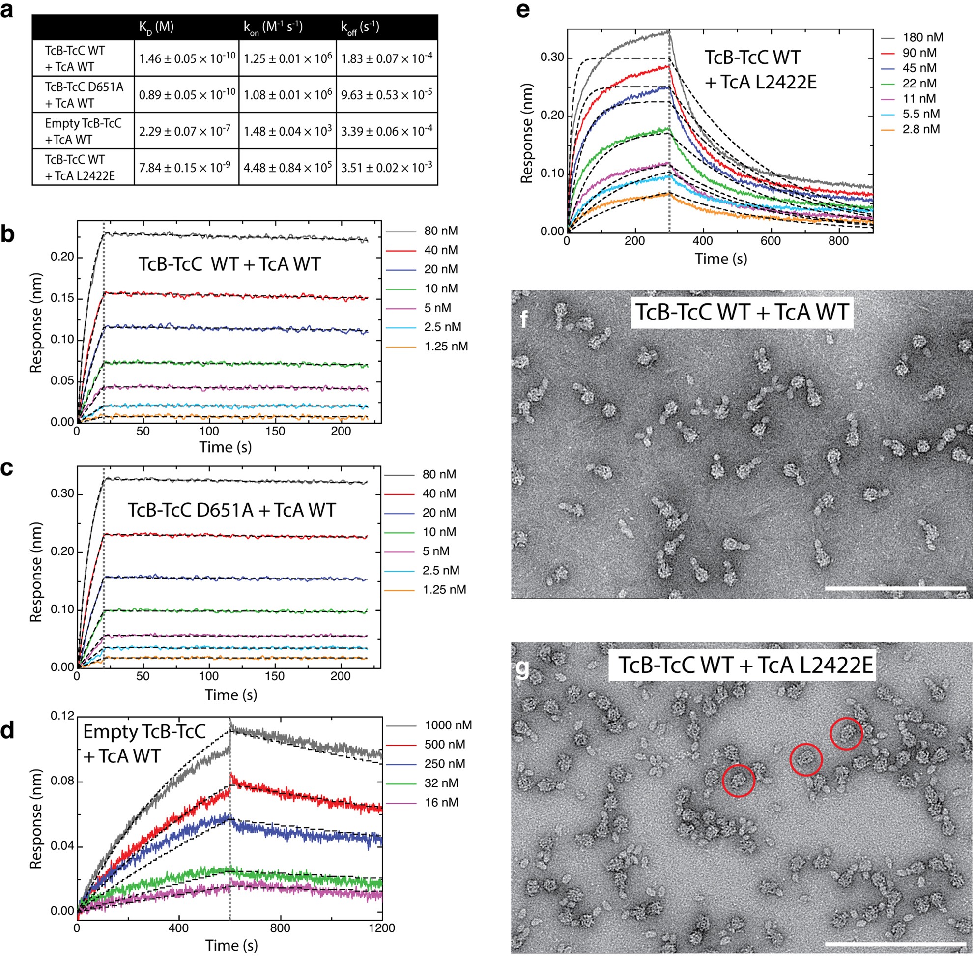 Extended Data Fig. 3: Binding affinities of TcB–TcC, TcB–TcC(D651A) and empty TcB–TcC for TcA and of TcB–TcC for TcA(L2422E).