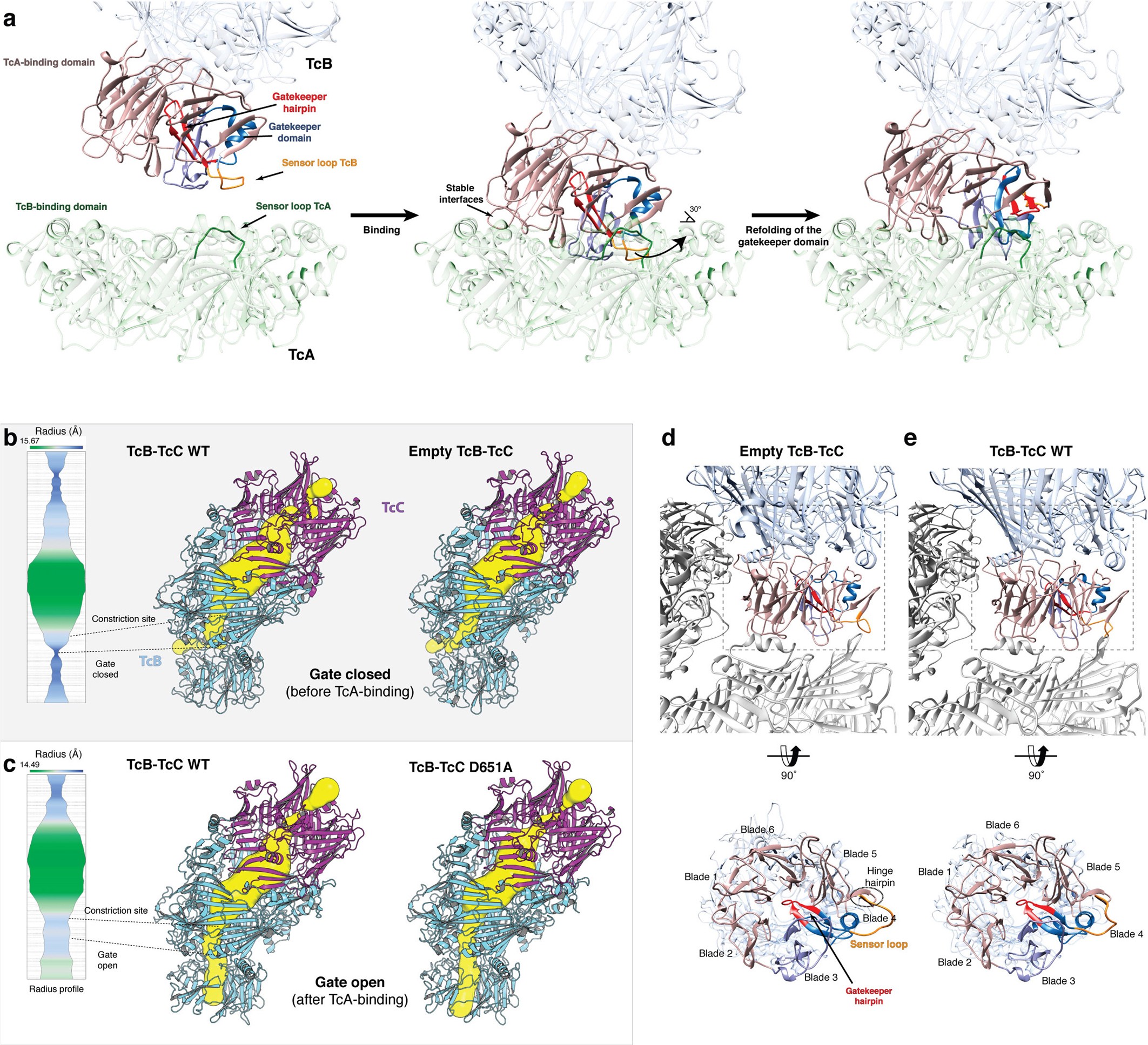 Extended Data Fig. 4: Opening of the β-propeller gate of TcB.