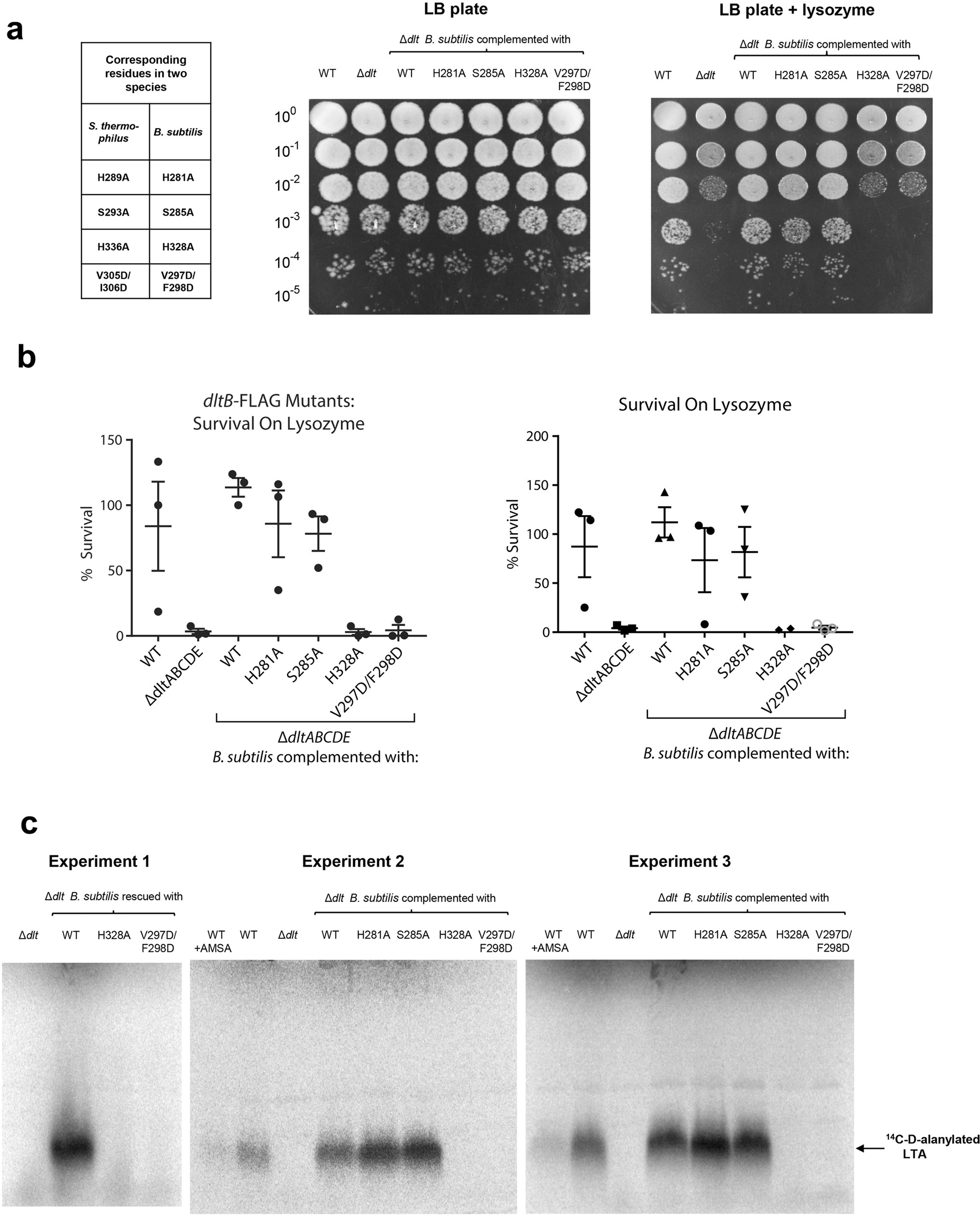 Extended Data Fig. 8: Survival and LTA d-alanylation assays for wild-type and mutant DltB.