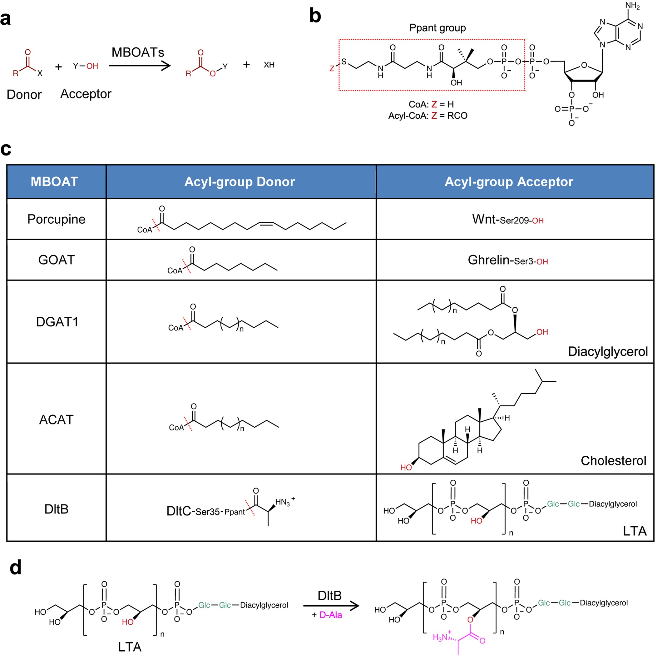 Extended Data Fig. 1: MBOAT-catalysed reactions and chemical structures of MBOAT substrates.