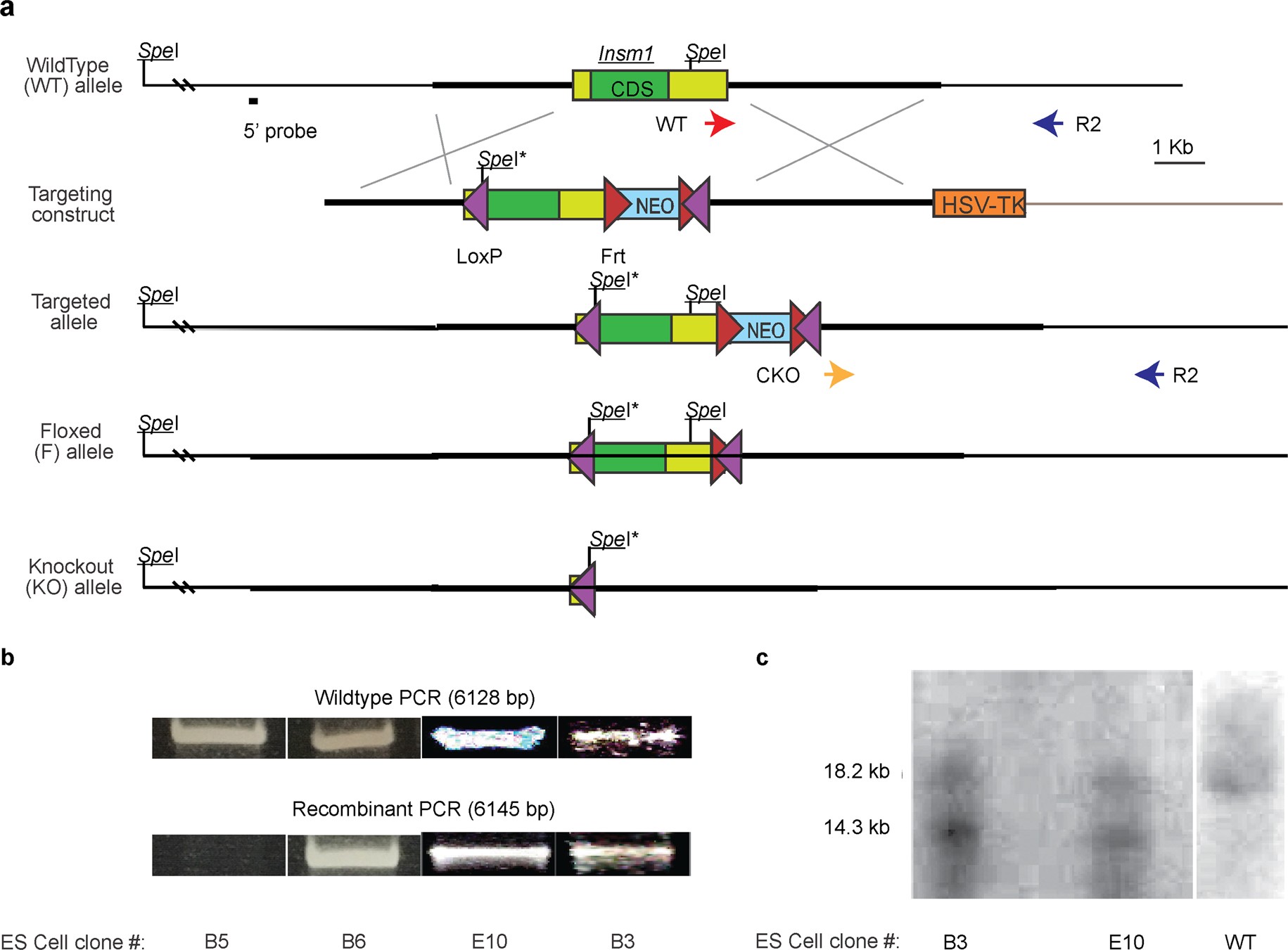 Extended Data Fig. 1