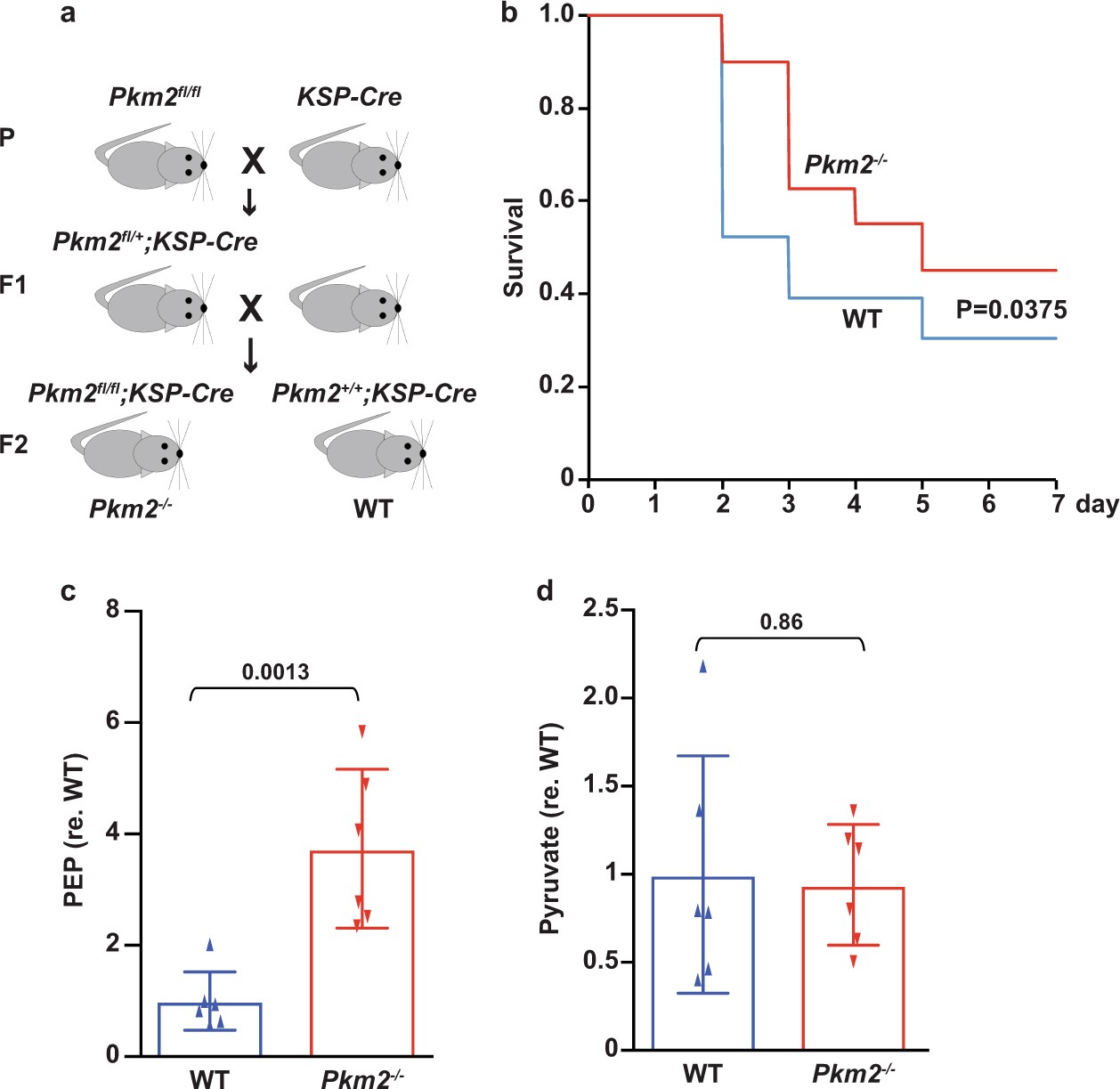 Extended Data Fig. 9: Characterization of Pkm2−/− mice.