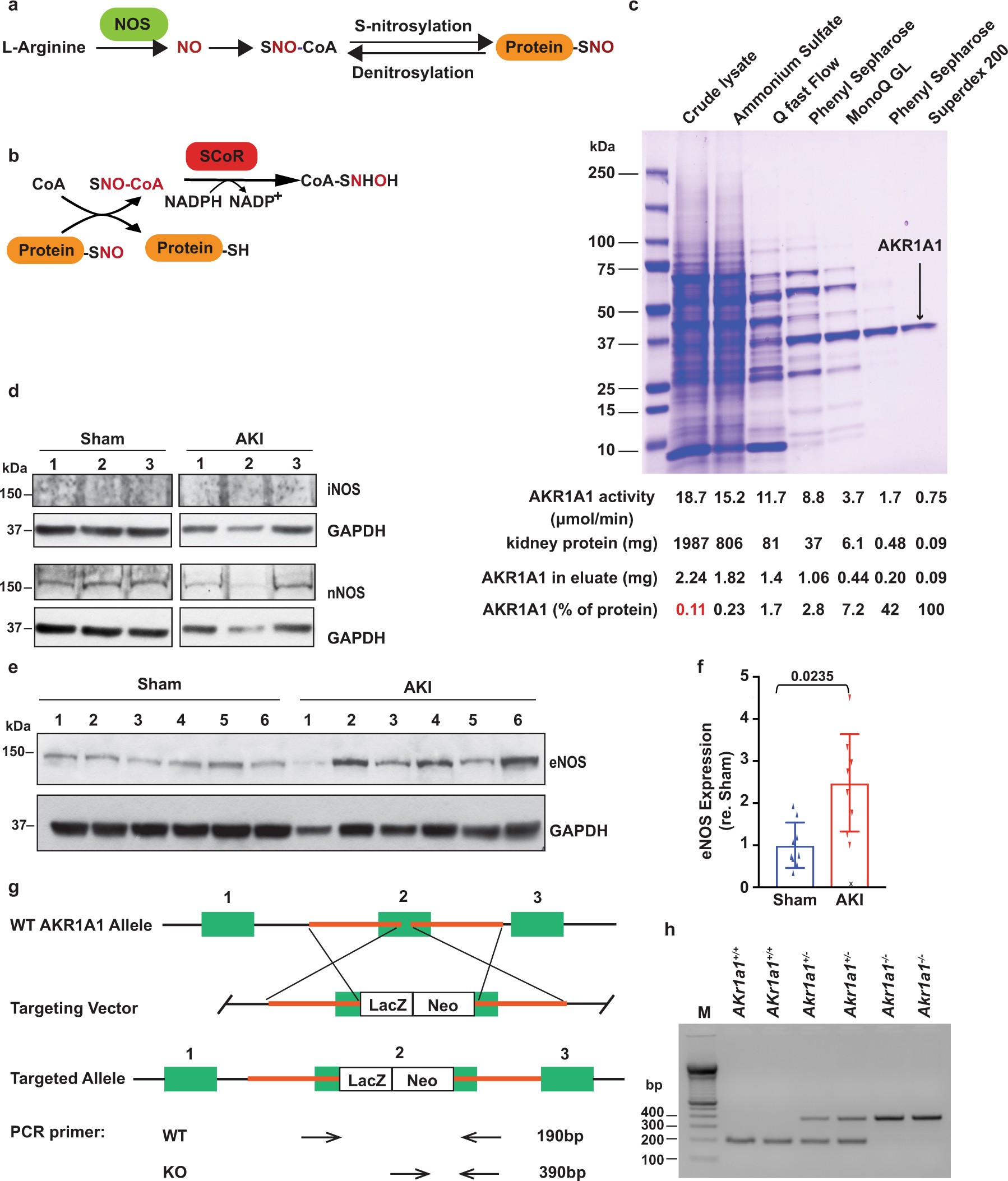 Extended Data Fig. 1: Identification of enzymes involved in the SNO-CoA–SCoR system.
