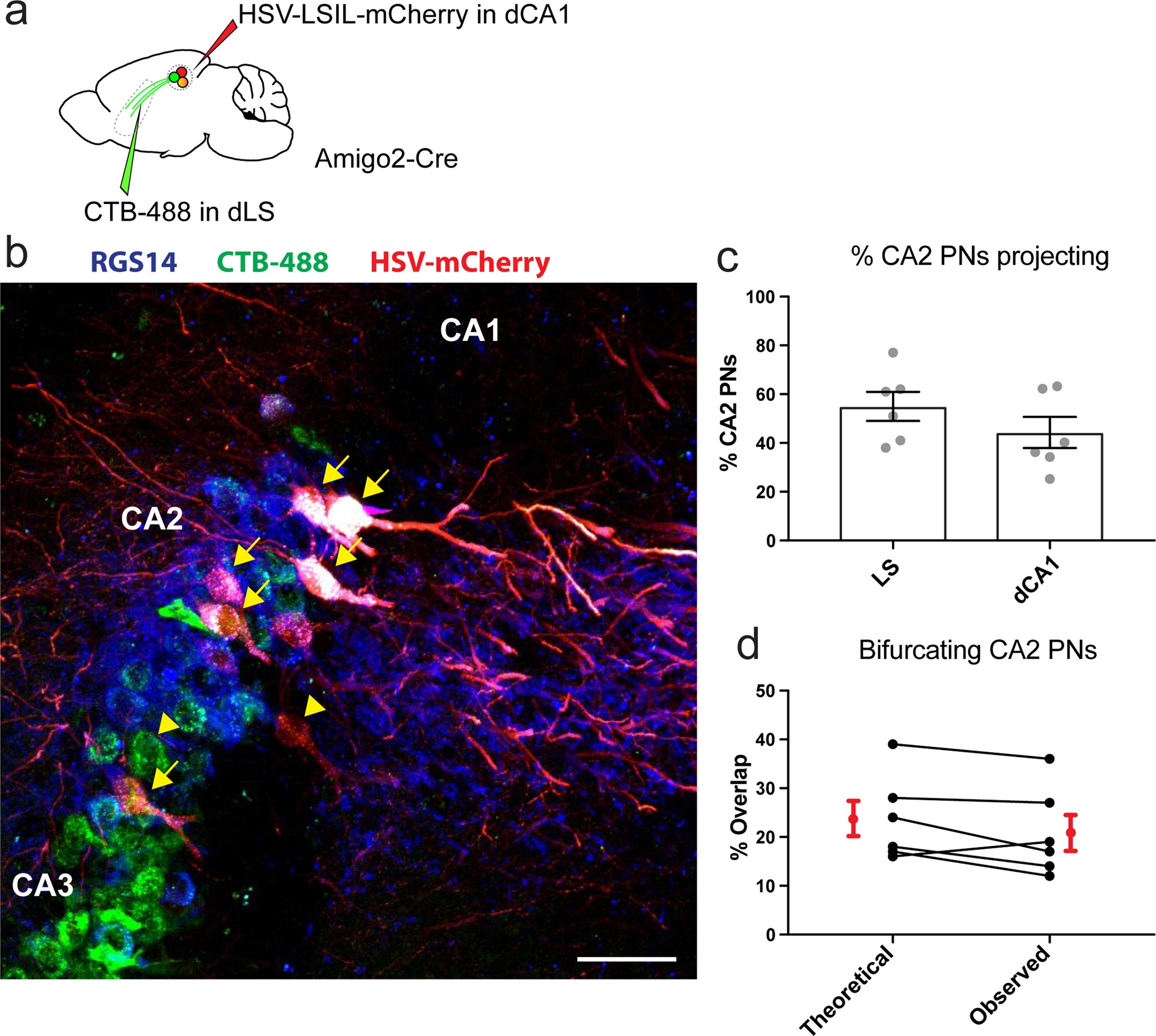 Extended Data Fig. 4: dCA2 pyramidal neurons project to both dCA1 and LS.