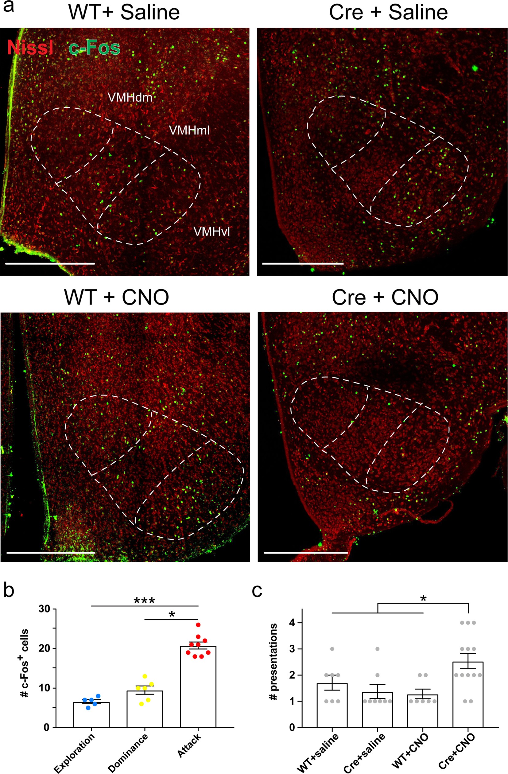 Extended Data Fig. 10: VMHvl c-Fos quantification controls.