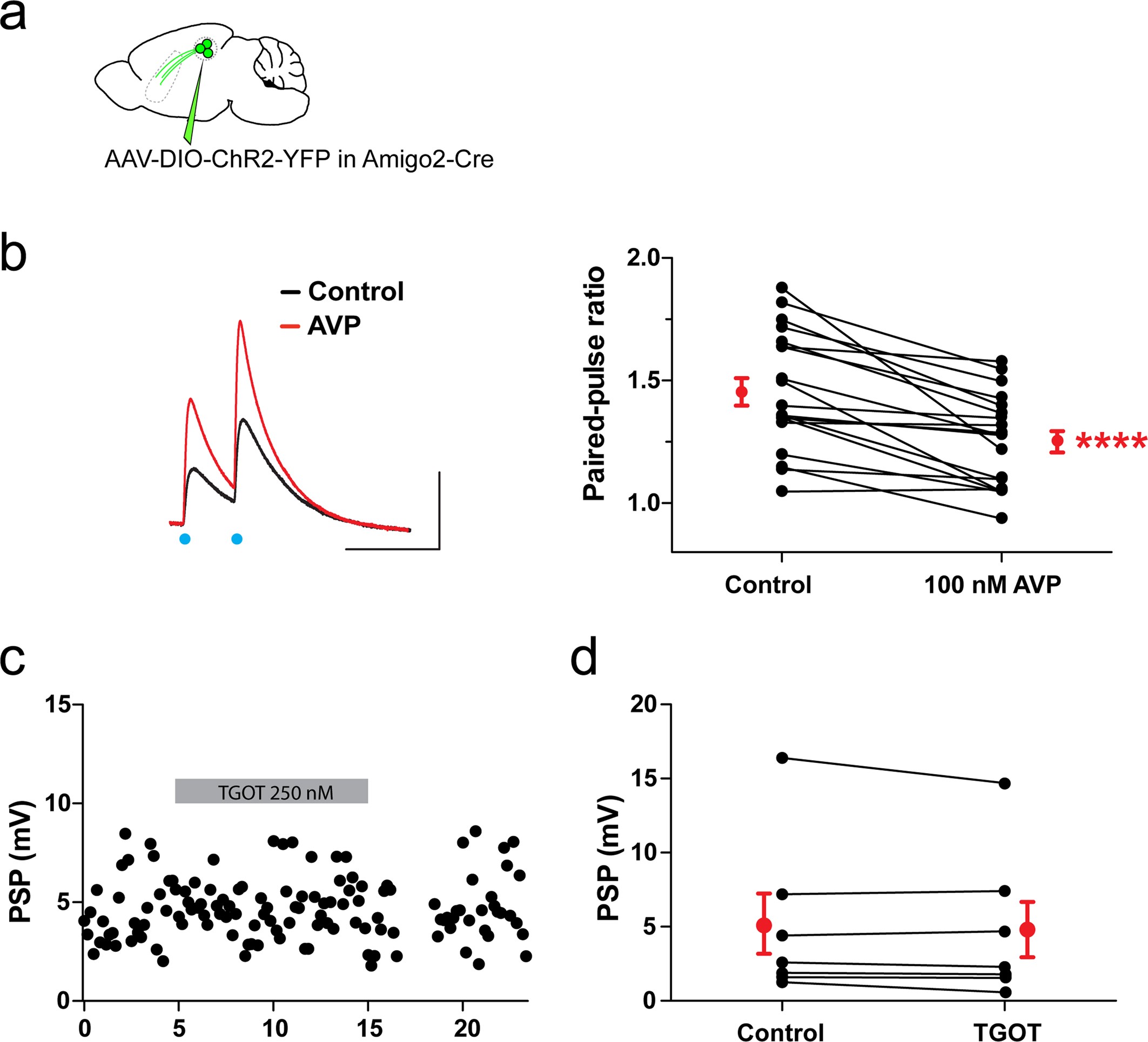 Extended Data Fig. 12: Neuromodulation of the CA2-LS synapse by AVP.