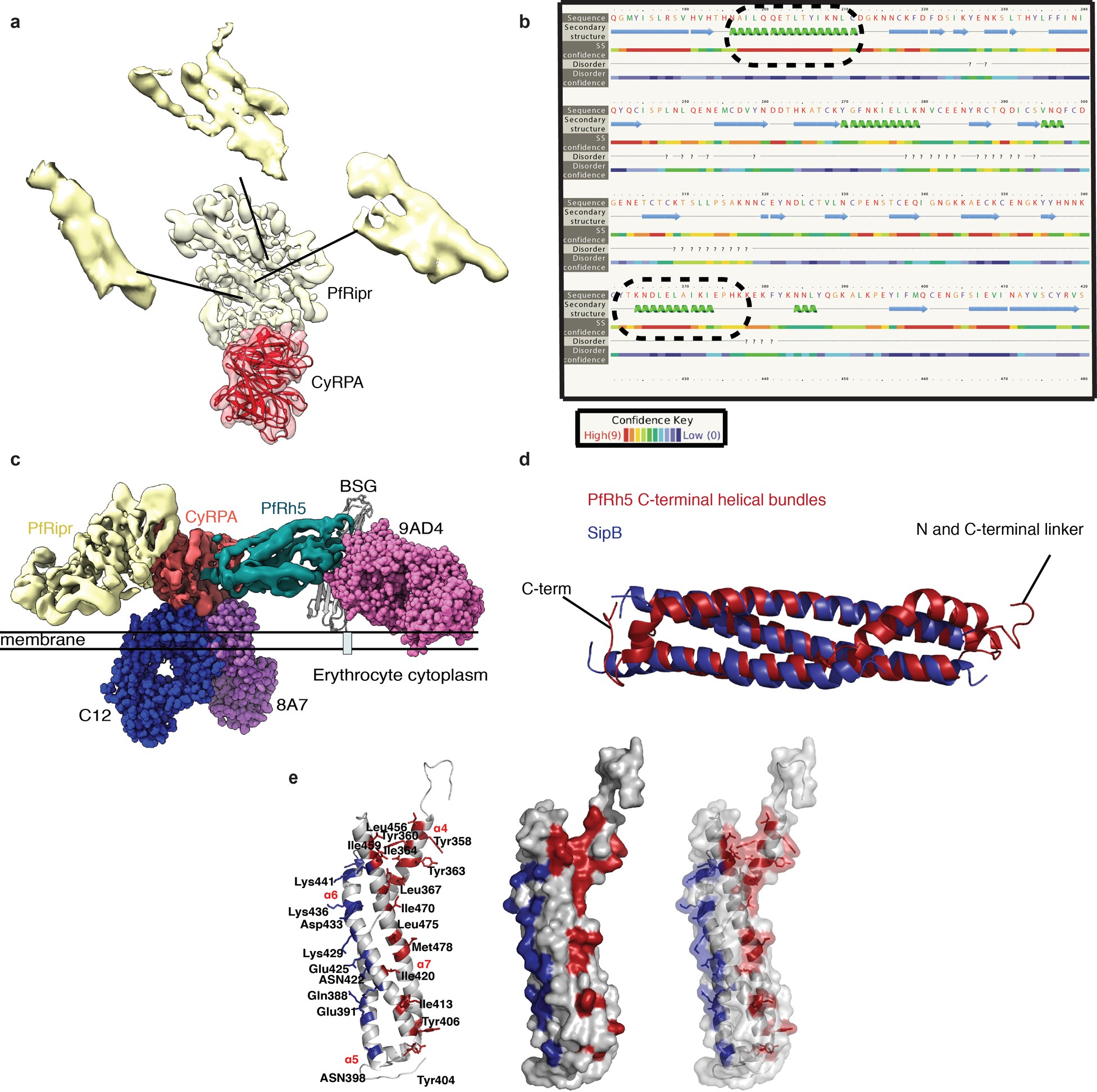 Extended Data Fig. 6: Electron microscopy density map of Ripr in the ternary complex, and orientation of the Rh5–CyRPA–Ripr complex on the erythrocyte membrane.