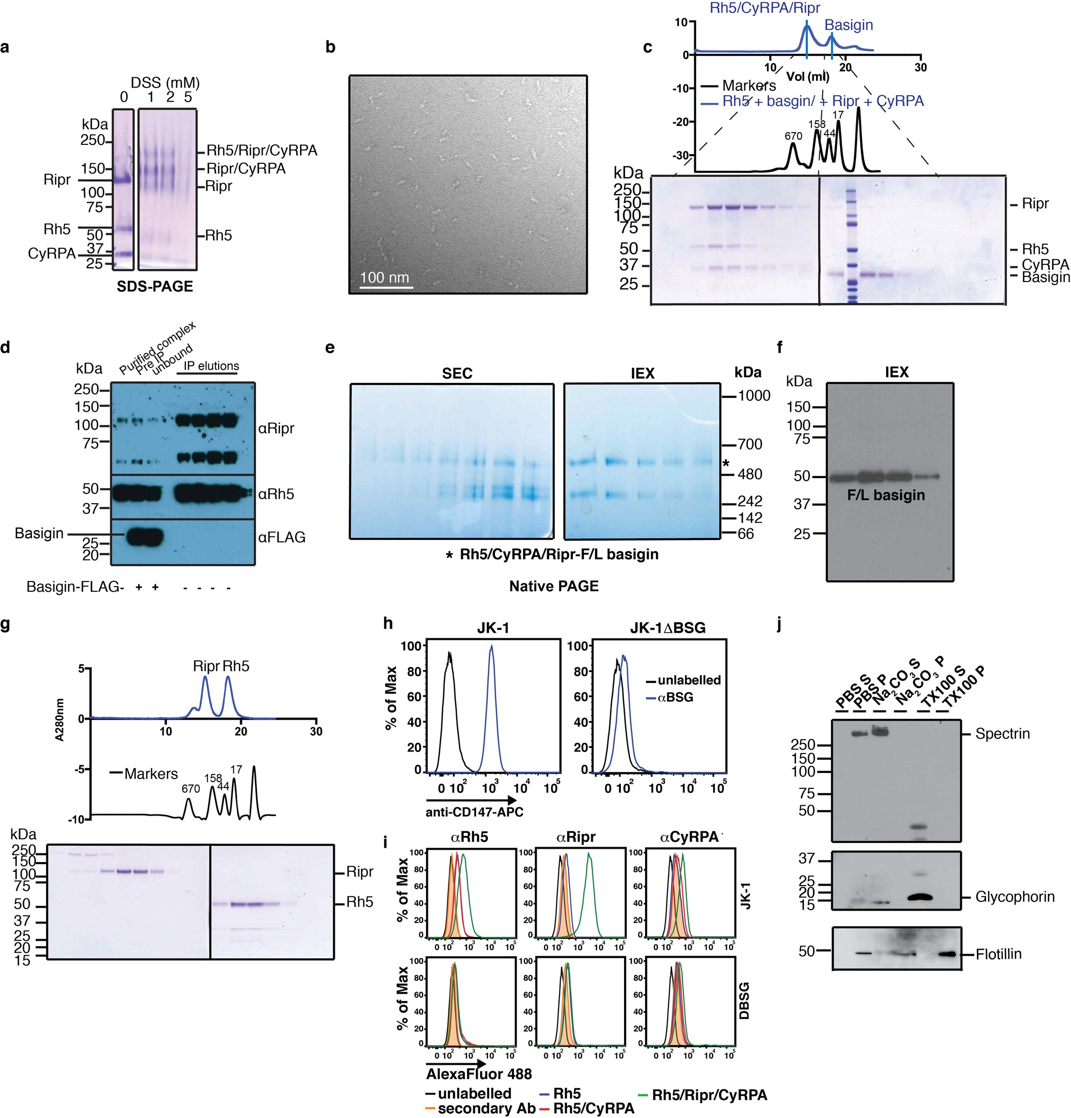Extended Data Fig. 1: Stoichiometry of the Rh5–CyRPA–Ripr complex, interaction with soluble or full-length basigin and JK-1 cells.