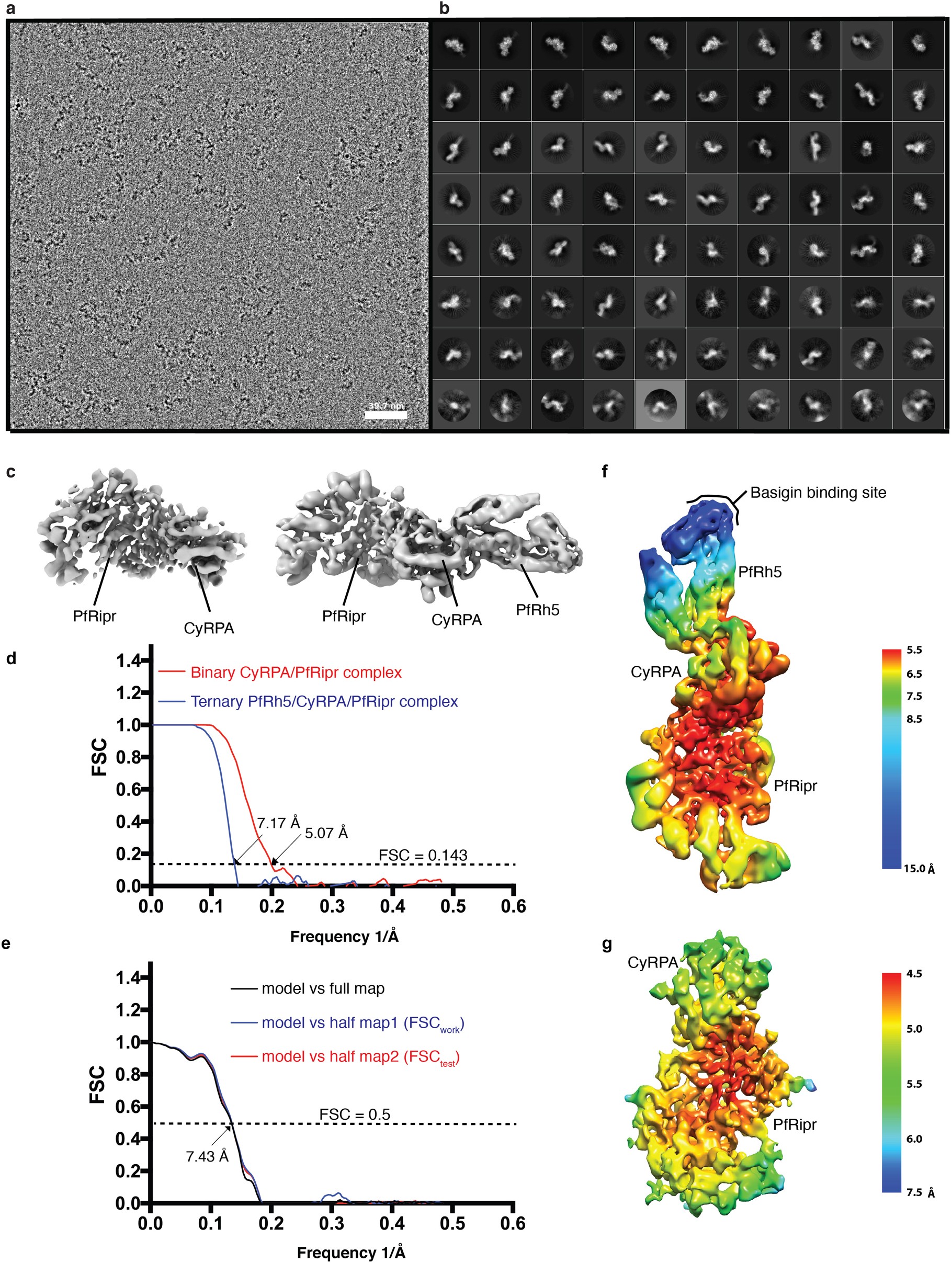 Extended Data Fig. 4: Cryo-EM single-particle analysis of Rh5–CyRPA–Ripr complex