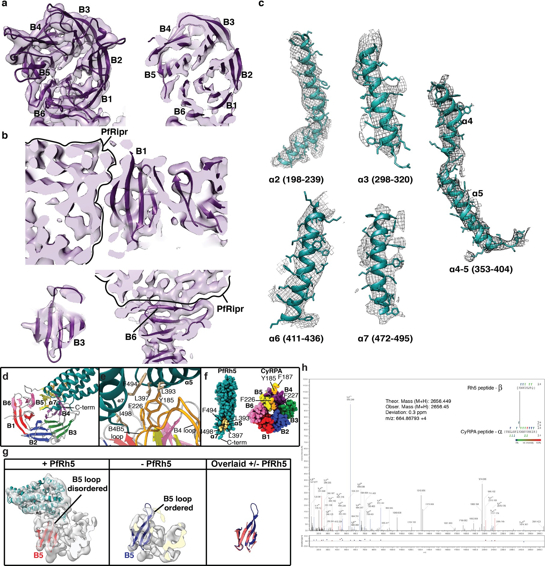 Extended Data Fig. 5: Cryo-EM densities of CyRPA in the binary complex and Rh5 in the ternary complex