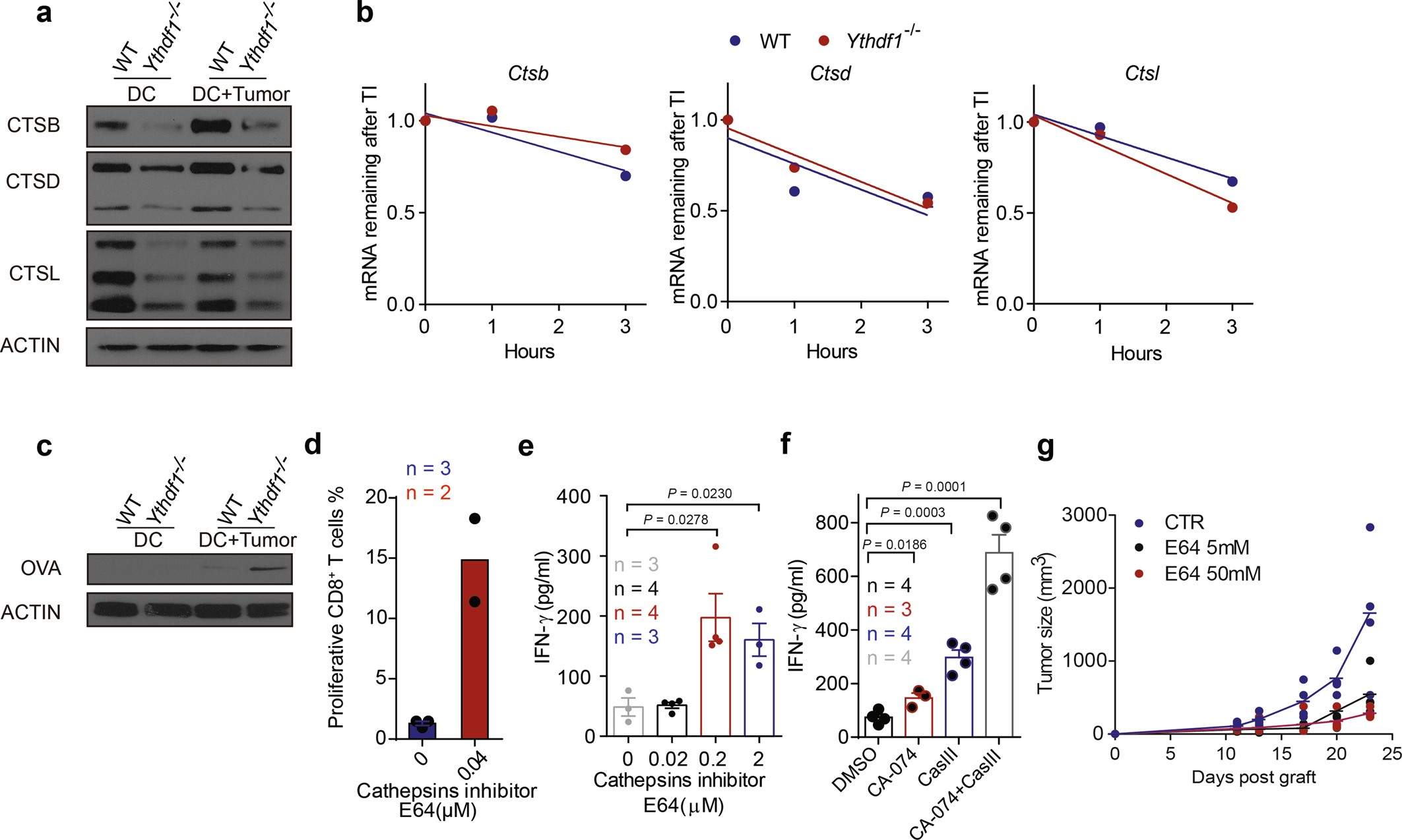 Extended Data Fig. 8: Antigen degradation is reduced in Ythdf1−/− mice and inhibition of protease cathepsins enhances cross-priming of wild-type DCs.