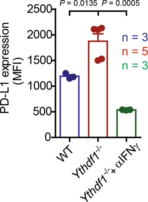 Extended Data Fig. 9: IFNγ in tumour tissues is responsible for the upregulation of PD-L1 in Ythdf1−/− mice.