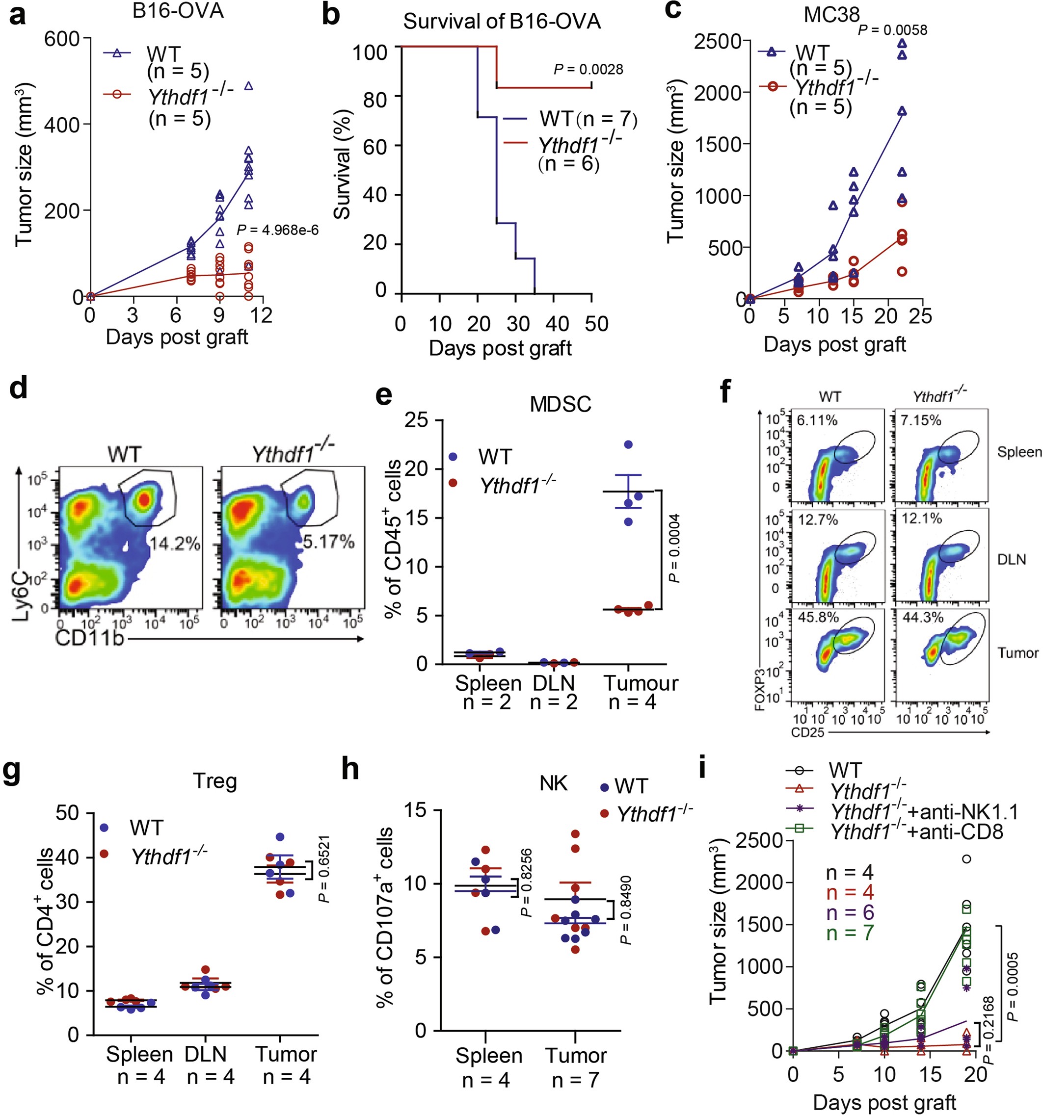 Extended Data Fig. 2: Characterization of immune phenotypes of Ythdf1−/− mice.