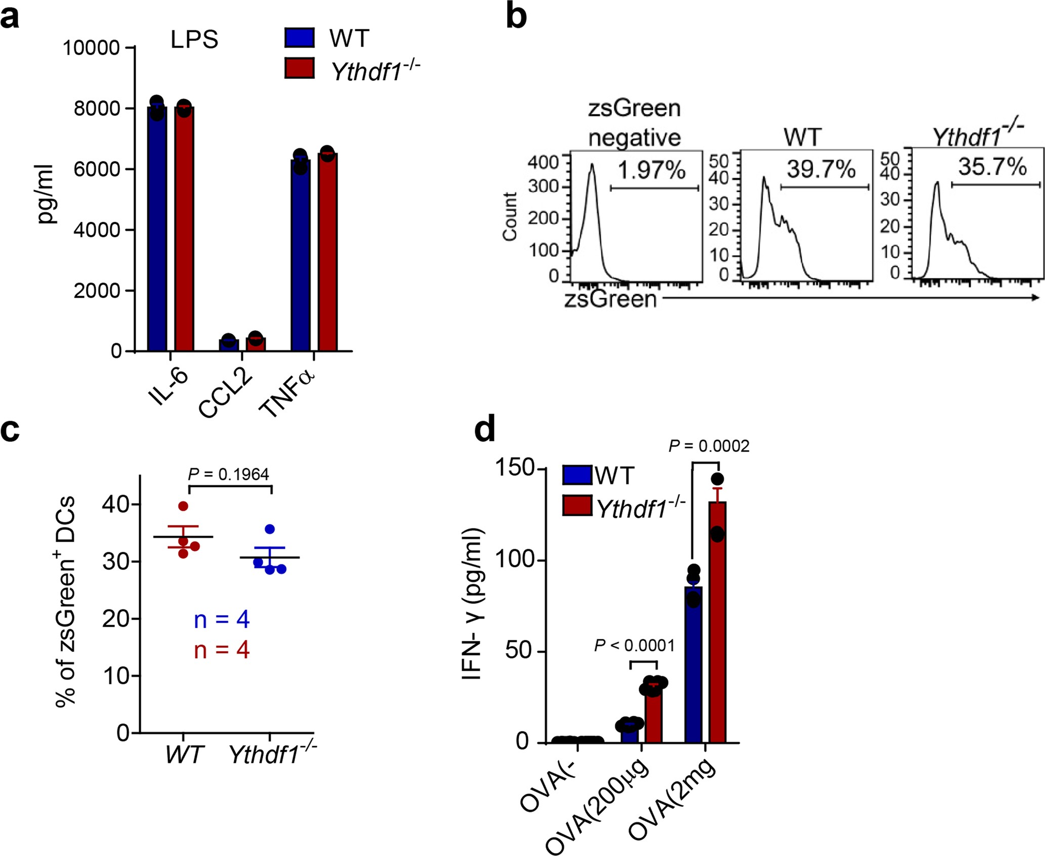 Extended Data Fig. 5: In vitro functional analysis of GMDCs generated from Ythdf1−/− mice.