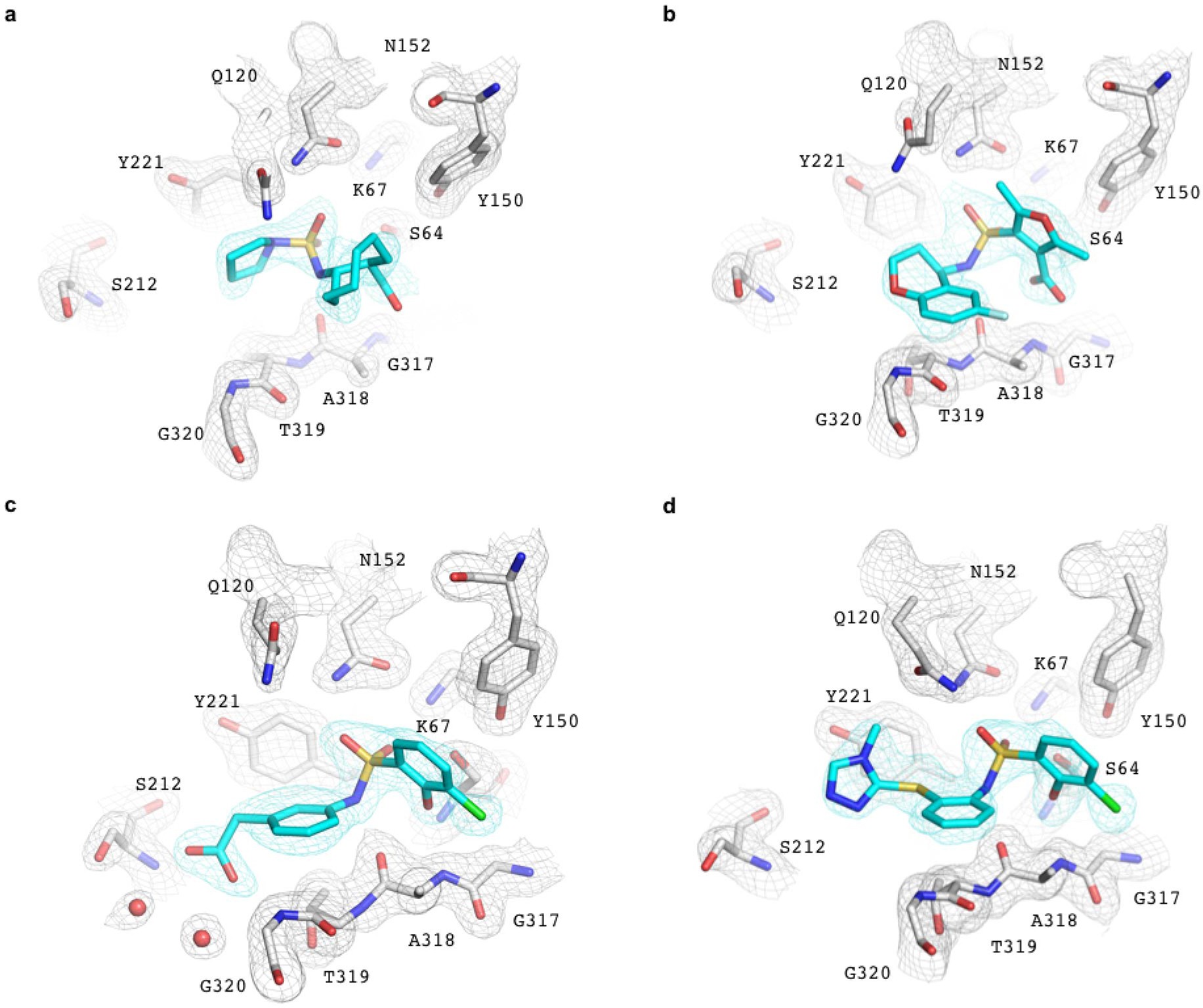 Extended Data Fig. 4: Electron density maps for AmpC–inhibitor complexes.