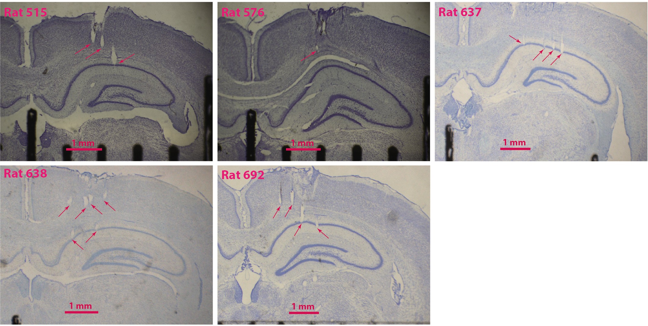 Extended Data Fig. 1