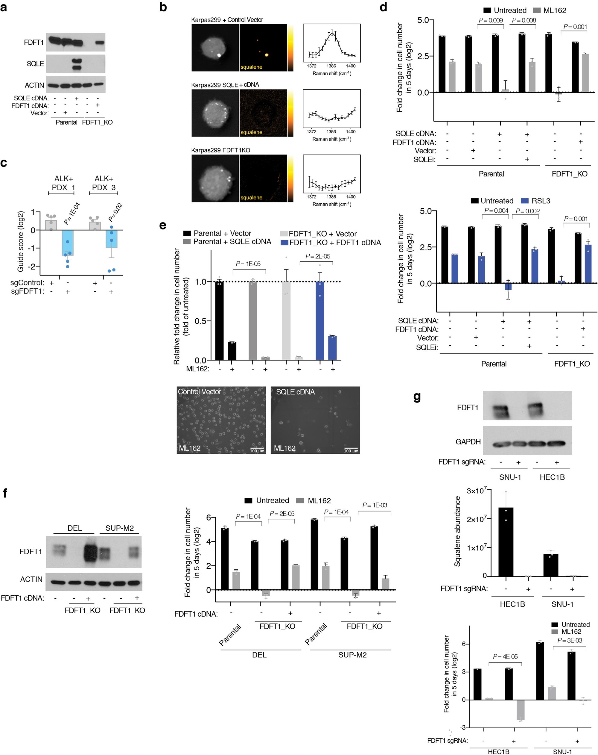 Extended Data Fig. 6: Squalene accumulation leads to resistance of SQLE-null cells to ferroptosis inducers.