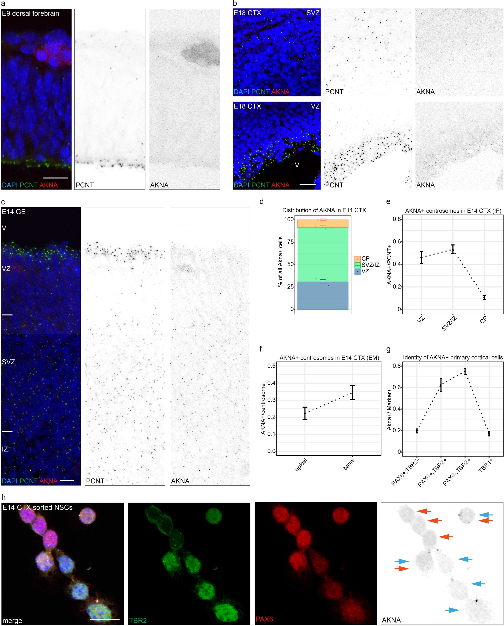 Extended Data Fig. 4: Temporal and sub-type-specific regulation of AKNA in the developing telencephalon.