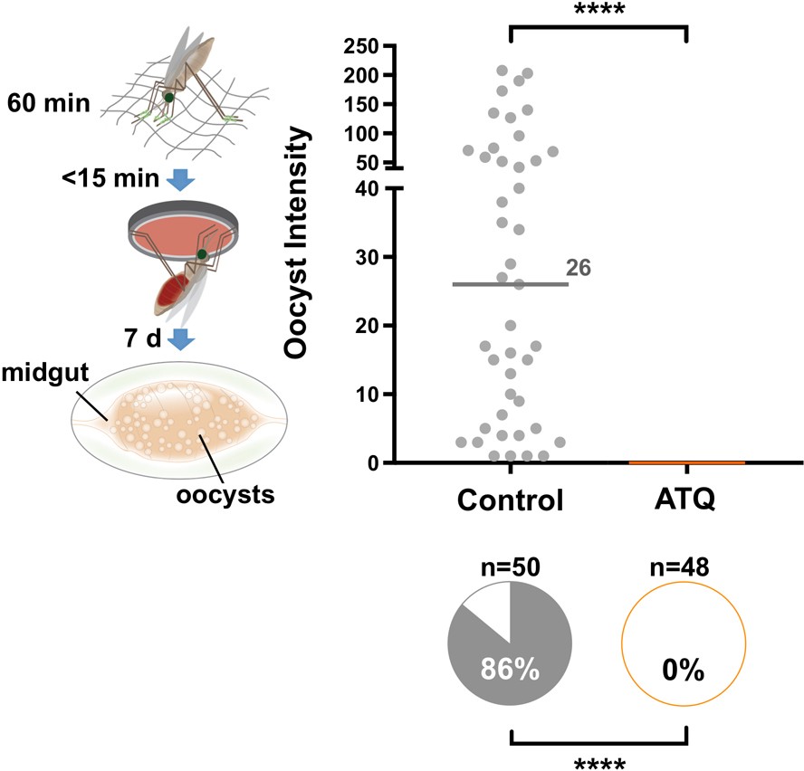 Extended Data Fig. 6: ATQ exposure via a netting substrate completely inhibits P. falciparum development.