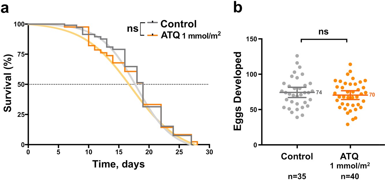 Extended Data Fig. 1: Effects of ATQ exposure on survival and post-blood-feeding egg production in A. gambiae female mosquitoes.
