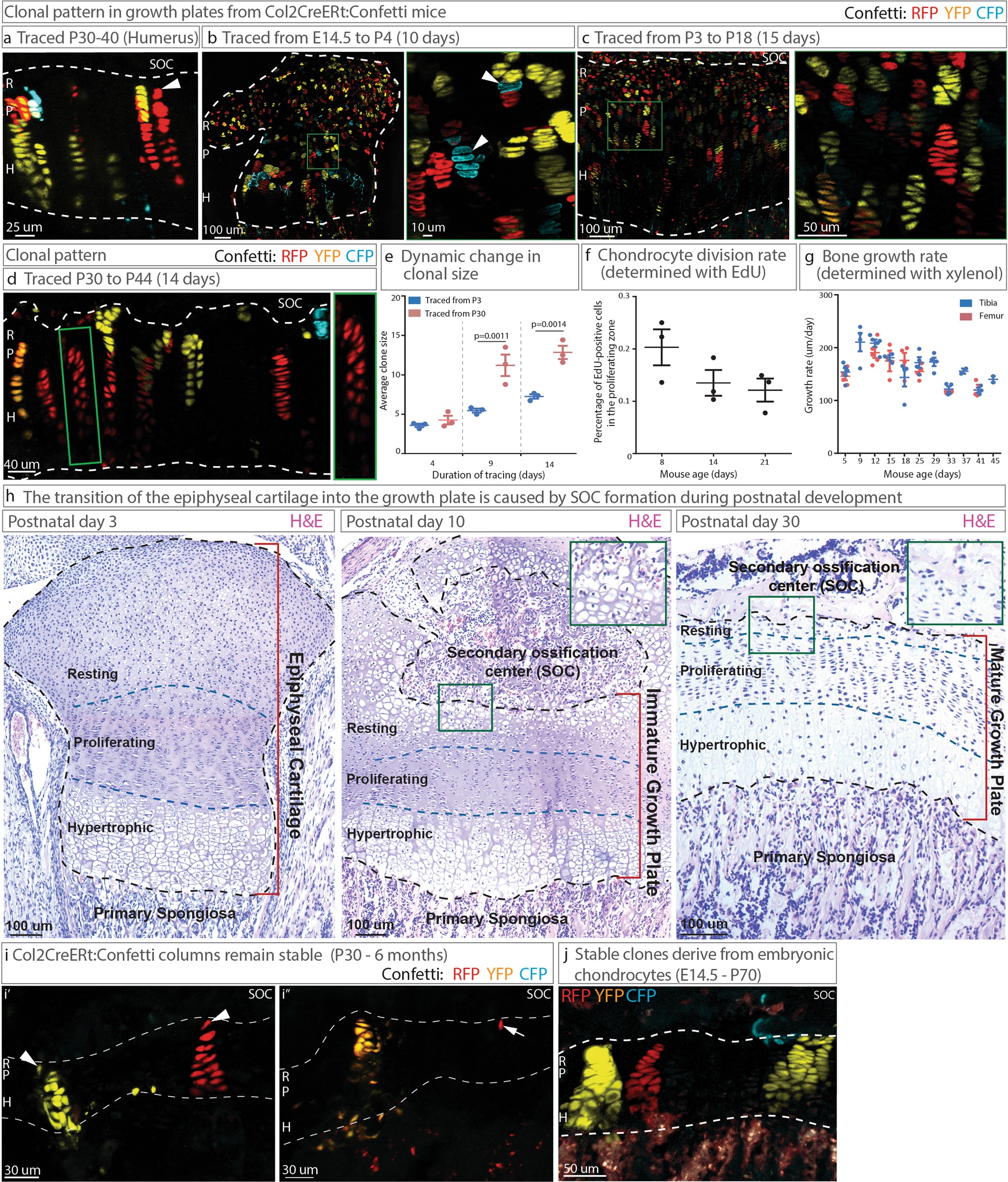 Extended Data Fig. 1: Clonality and growth rate dynamics during maturation of the growth plate.