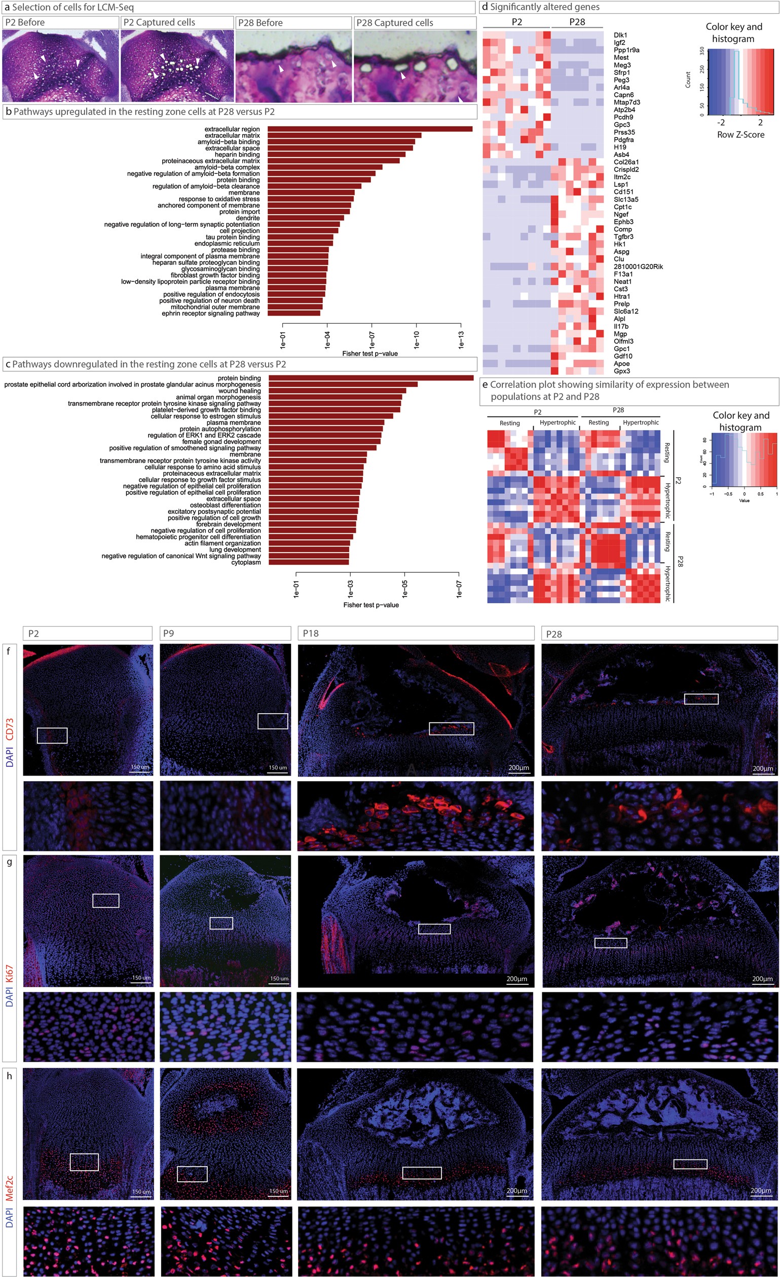 Extended Data Fig. 3: Changes in the expression profile of the resting zone upon niche formation.