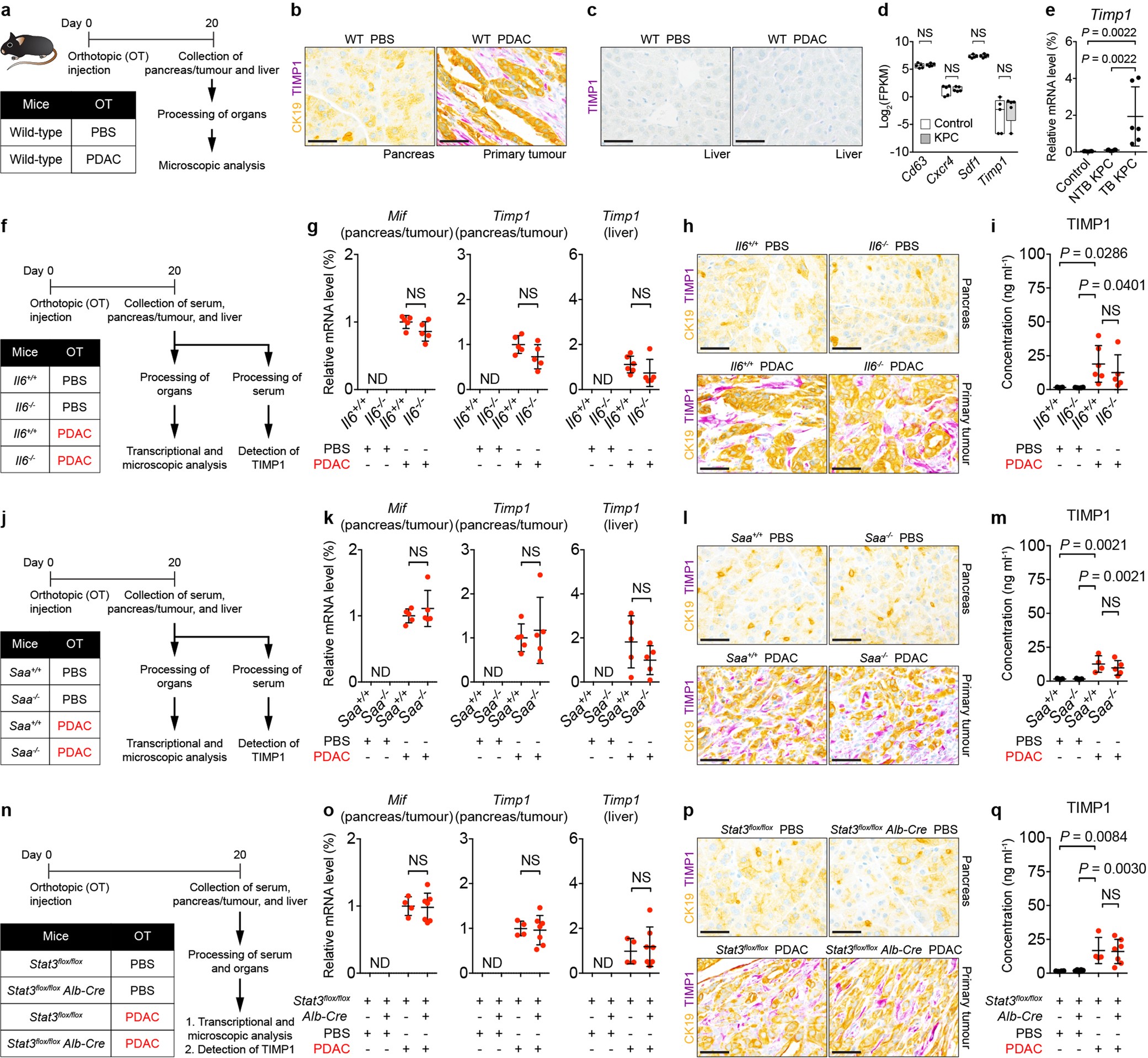 Extended Data Fig. 9: IL-6–STAT3–SAA signalling axis does not affect expression of MIF and TIMP1.