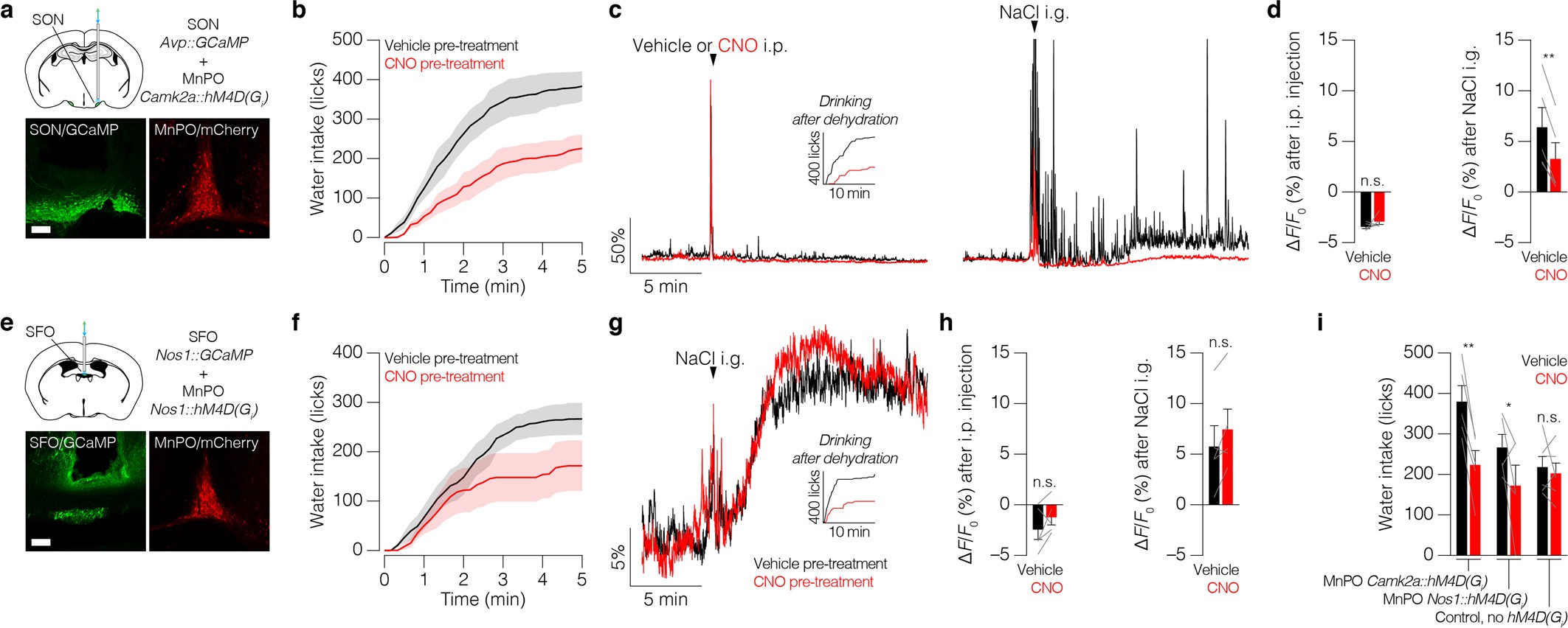 Extended Data Fig. 8: Glutamatergic MnPO neurons relay the gastrointestinal osmosensory signal to vasopressin neurons.