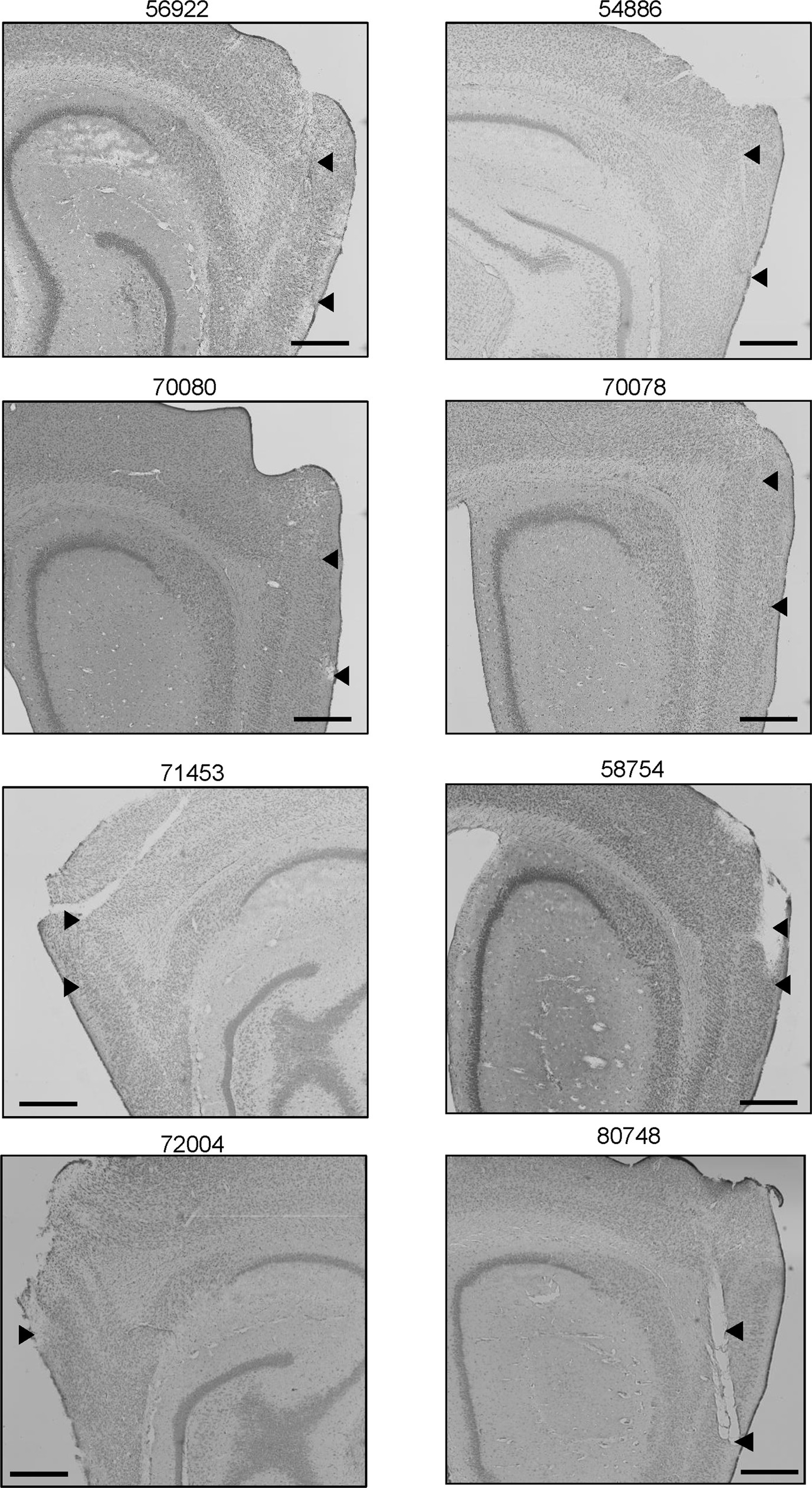 Extended Data Fig. 1