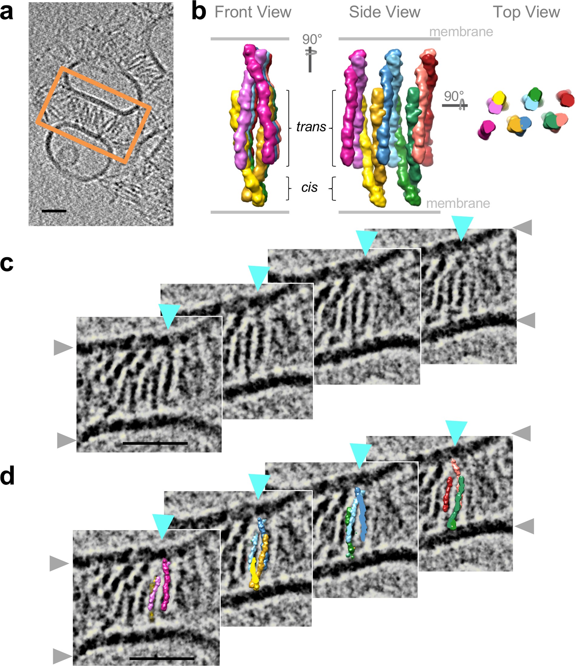 Extended Data Fig. 7