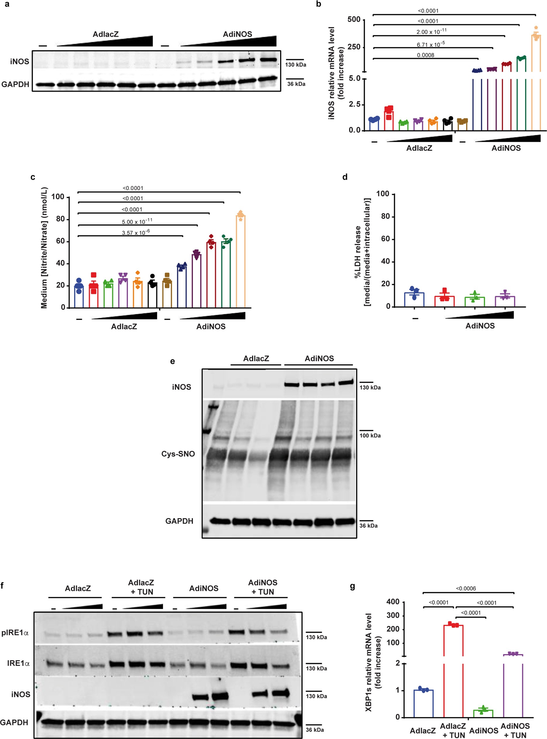 Extended Data Fig. 8: iNOS overexpression in cardiomyocytes reduces IRE1α activation and XBP1s levels without affecting cardiomyocyte viability.