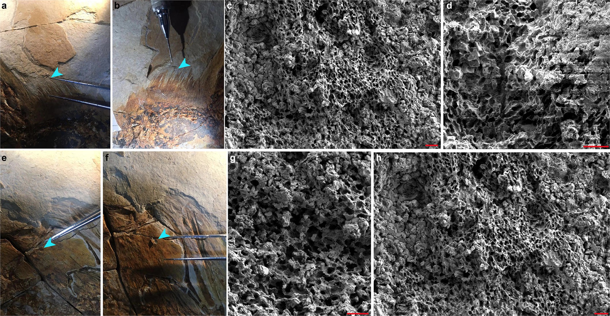 Extended Data Fig. 6
