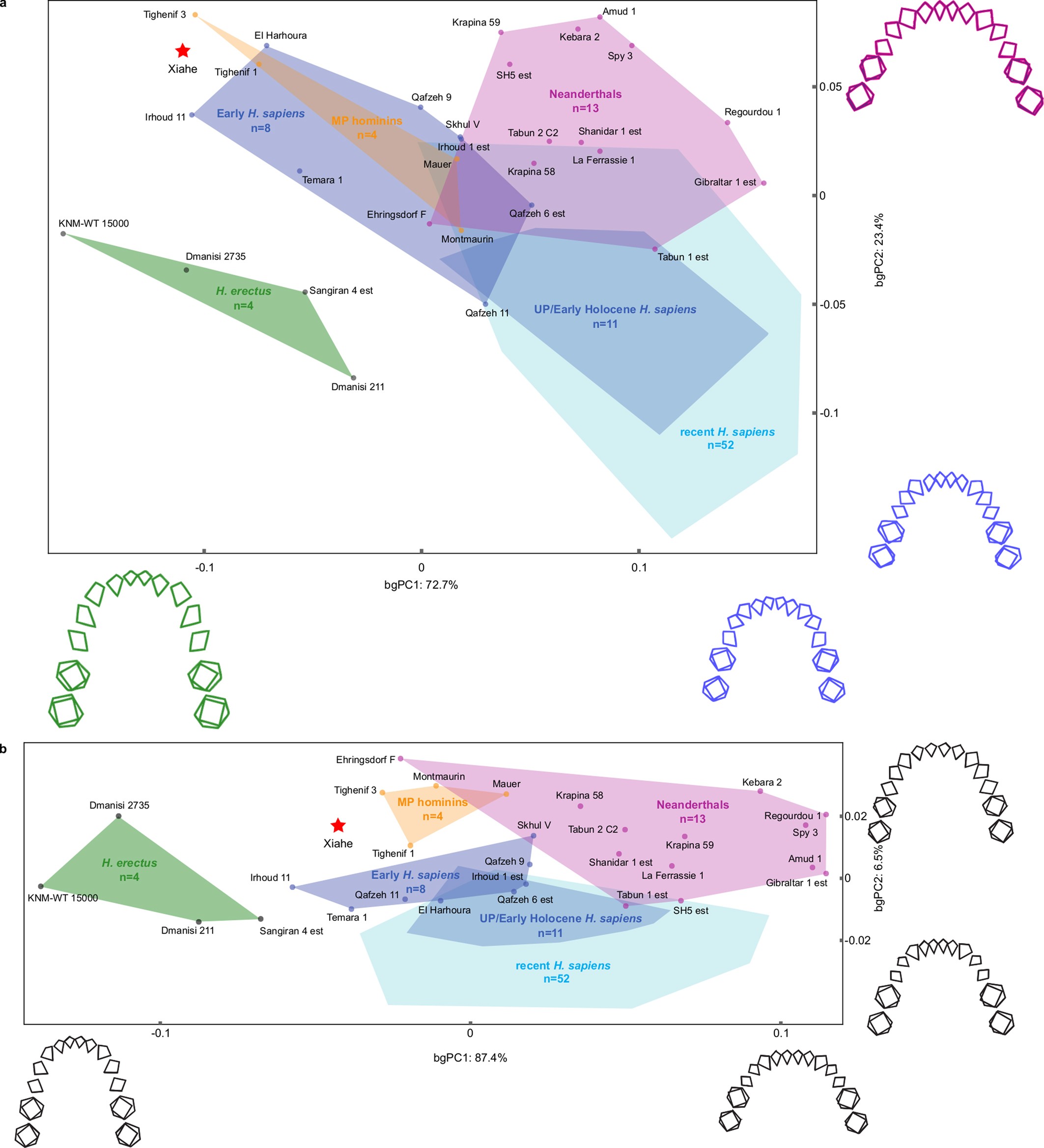 Extended Data Fig. 7: Geometric morphometrics of the dental arcade.