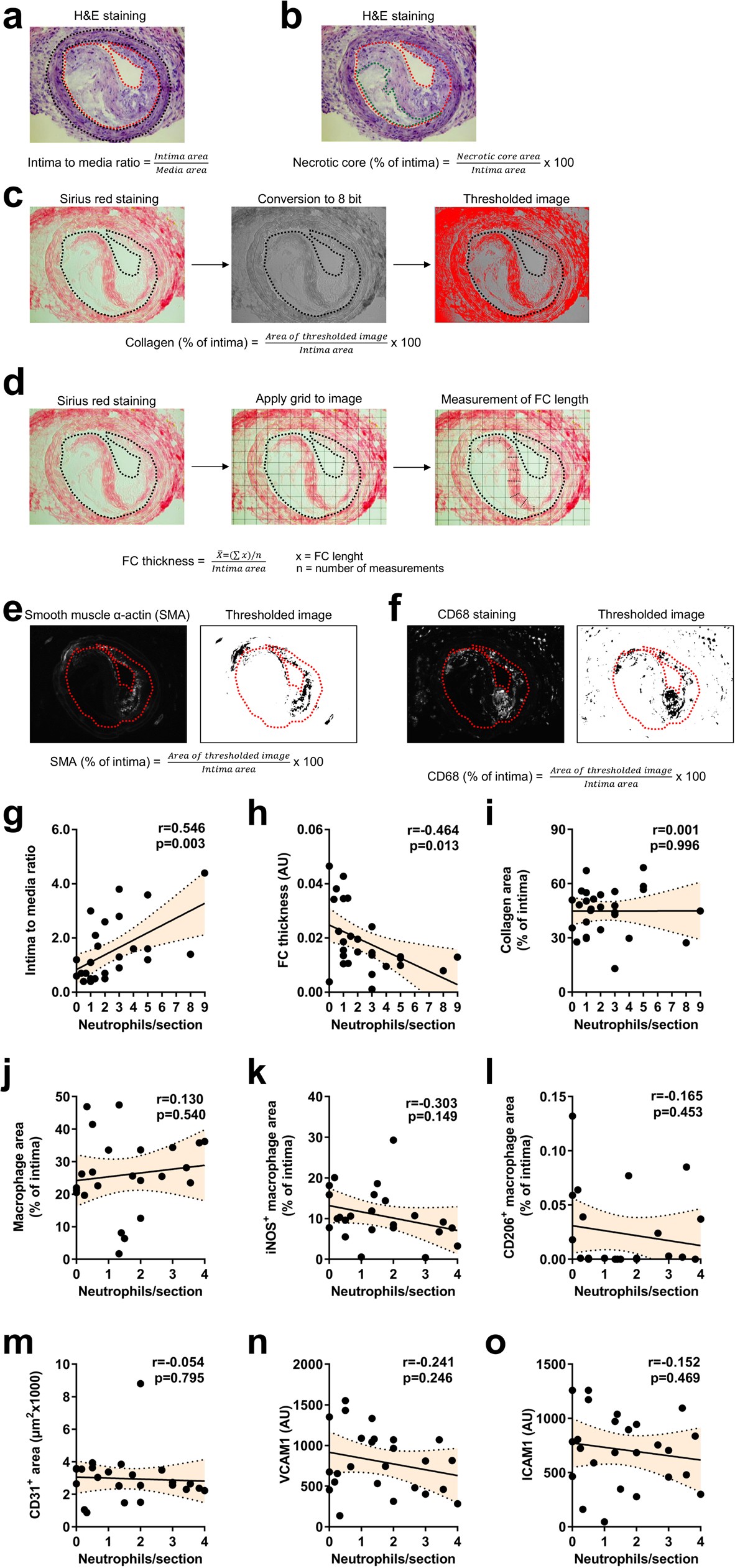 Extended Data Fig. 1: Lesional neutrophils do not correlate with macrophage or endothelial phenotype.