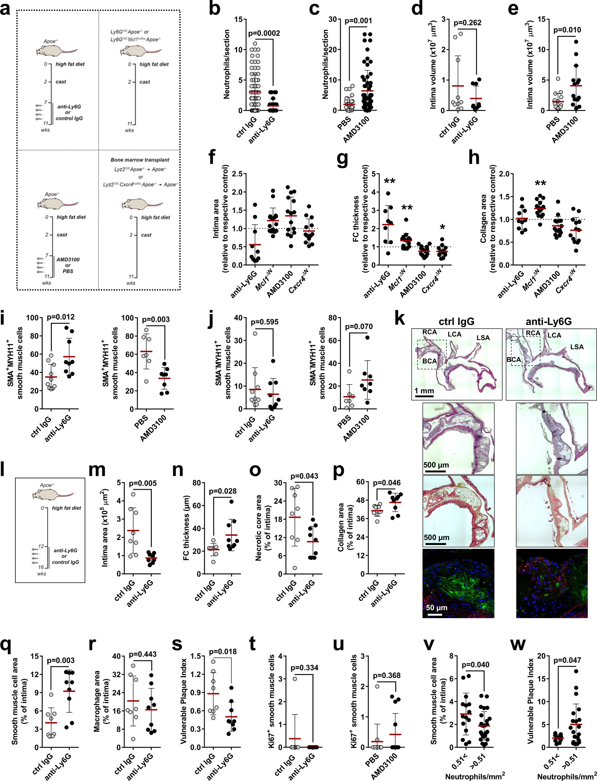 Extended Data Fig. 2: Modulation of lesional neutrophil counts alters lesion stability.
