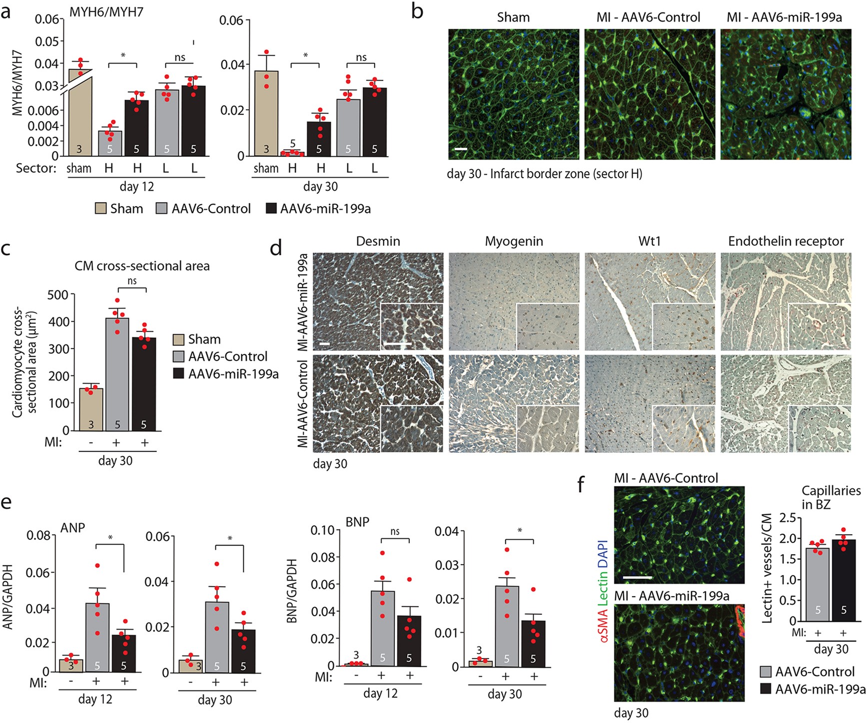 Extended Data Fig. 8: Molecular correlates of miR-199a transduction.
