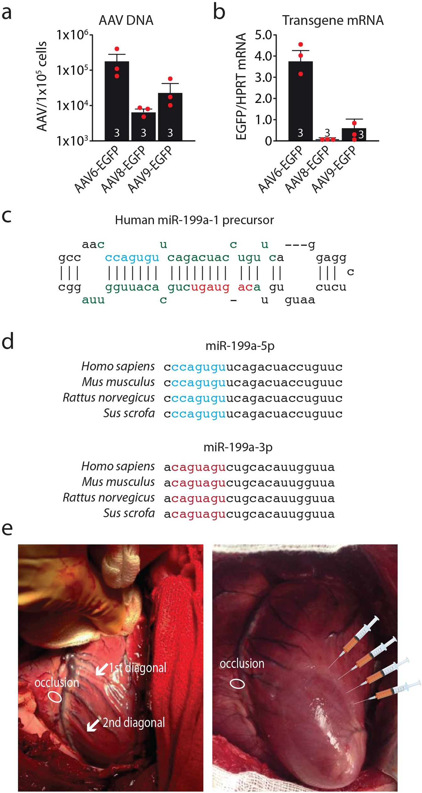 Extended Data Fig. 1: Transduction of swine hearts after MI with AAV vectors.