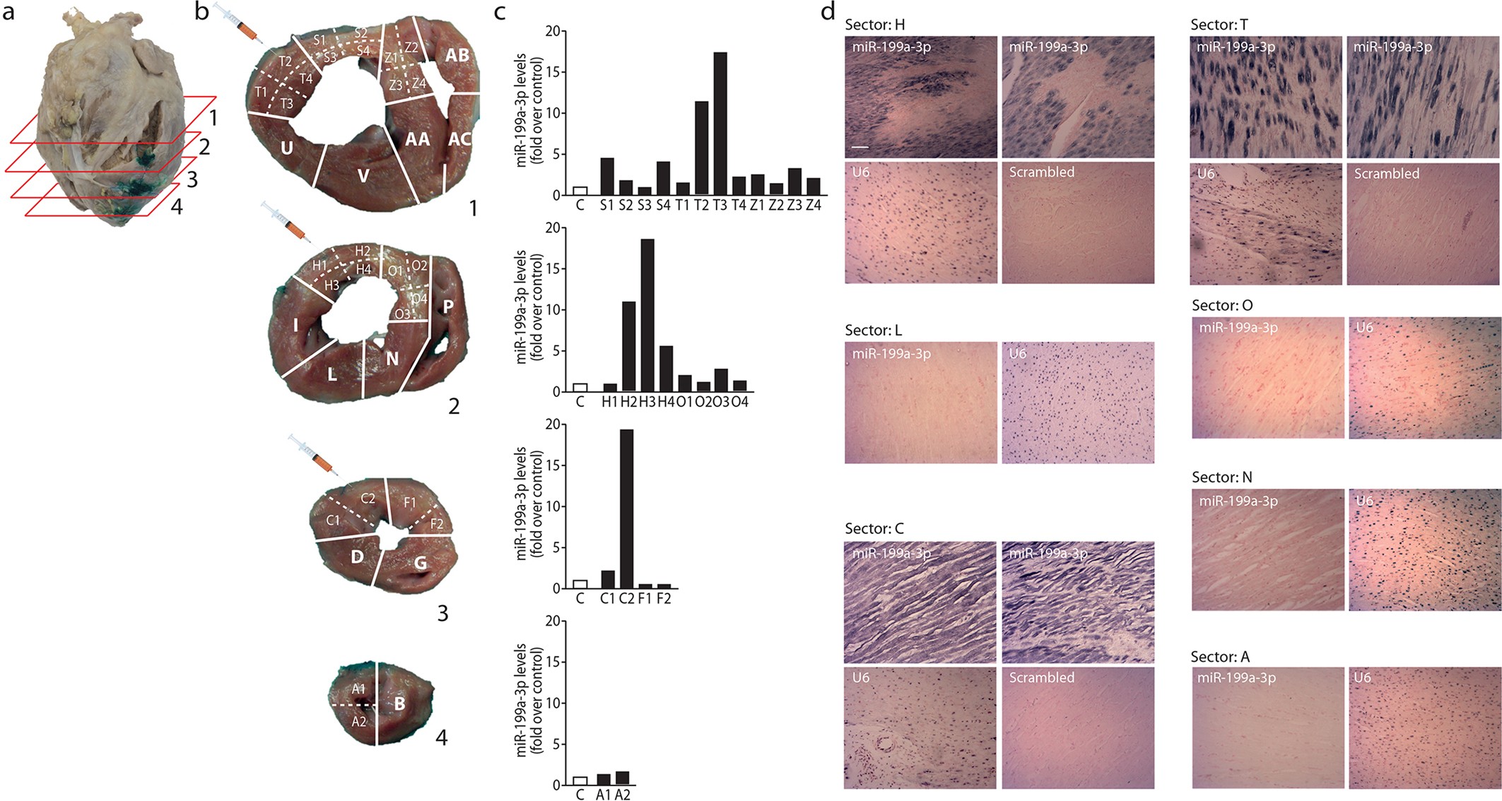 Extended Data Fig. 2: Systematic assessment of miR-199a-3p expression after AAV6-mediated transduction.