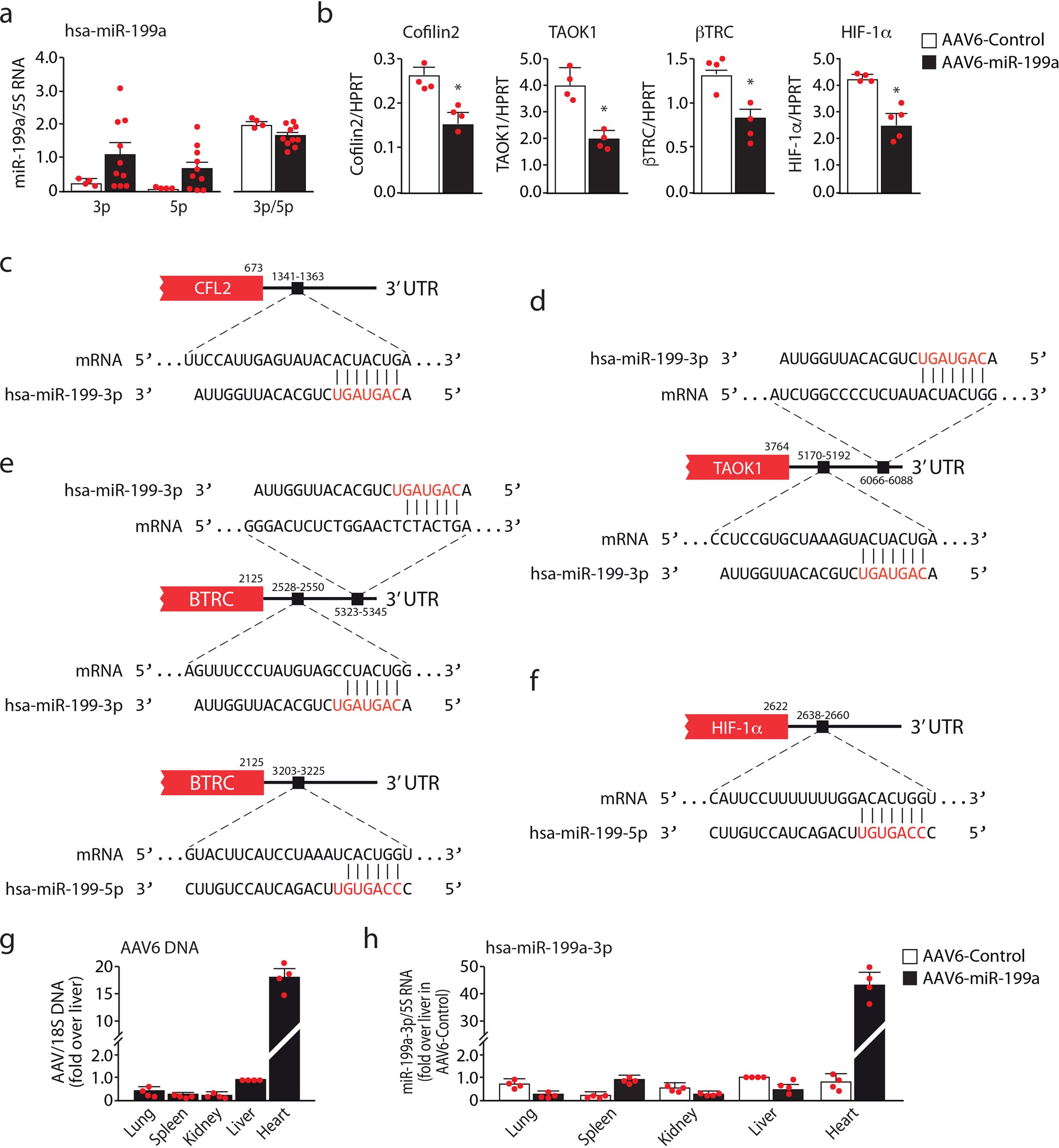 Extended Data Fig. 3: Downregulation of miR-199a target genes in transduced heart tissue and organ distribution of the AAV6-miR-199a vector.
