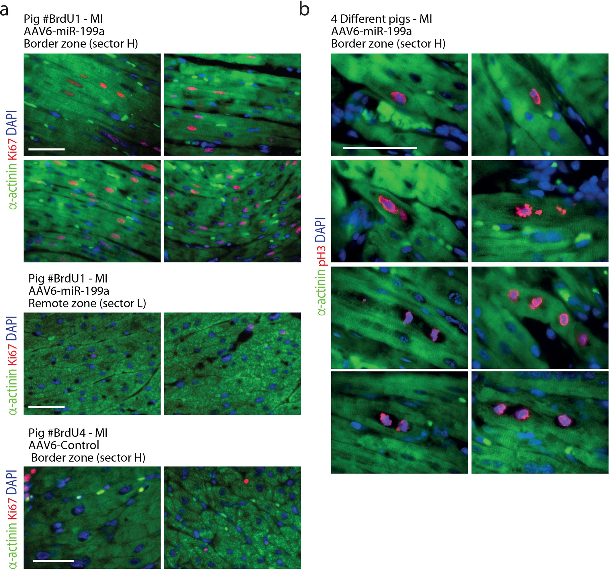 Extended Data Fig. 5: AAV6-miR-199a induces cardiomyocyte proliferation in vivo.