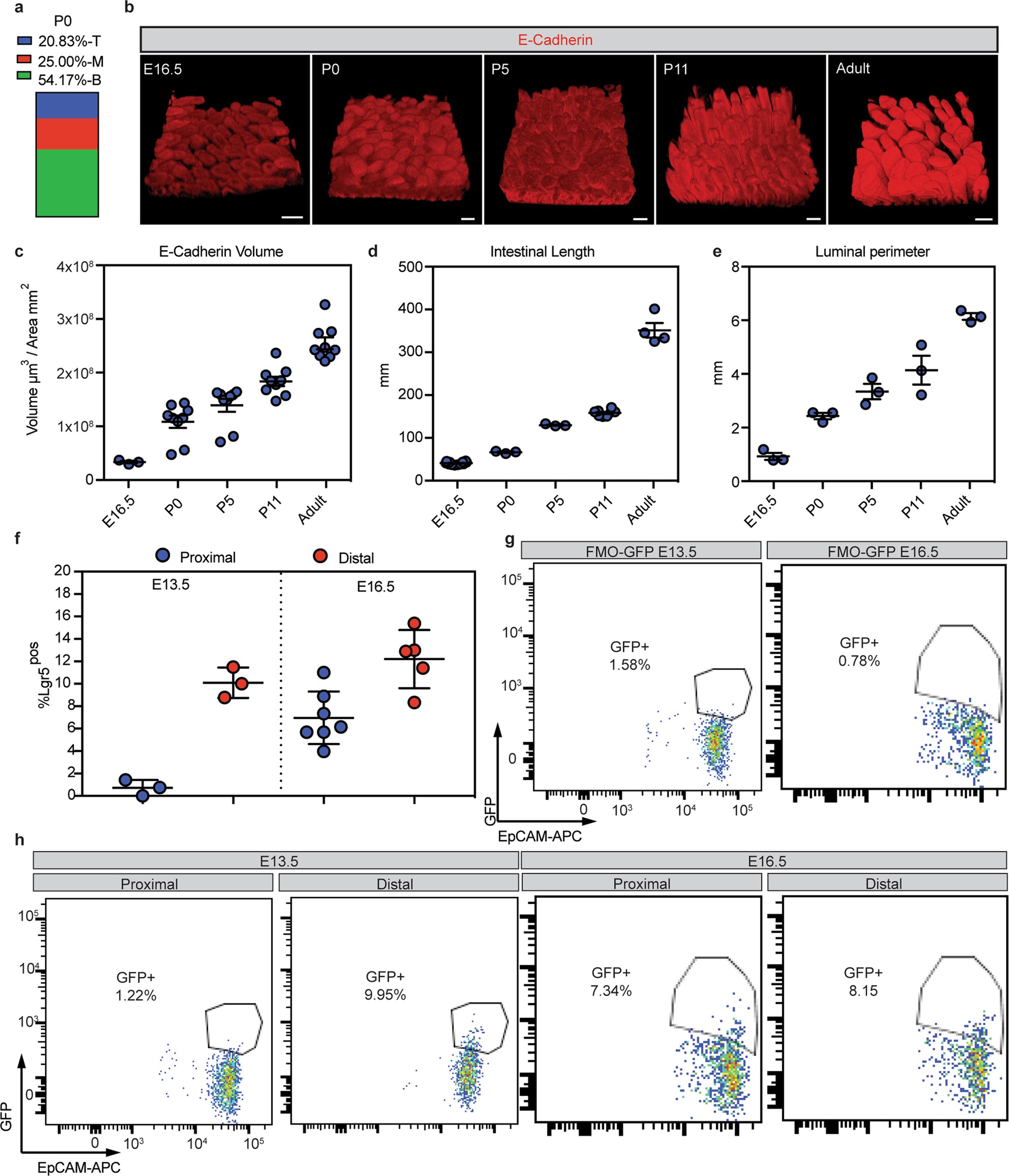 Extended Data Fig. 2: LGR5-derived clones are located in intervillus regions and qualitative and quantitative morphological analysis of the intestine from fetal to adult stages.