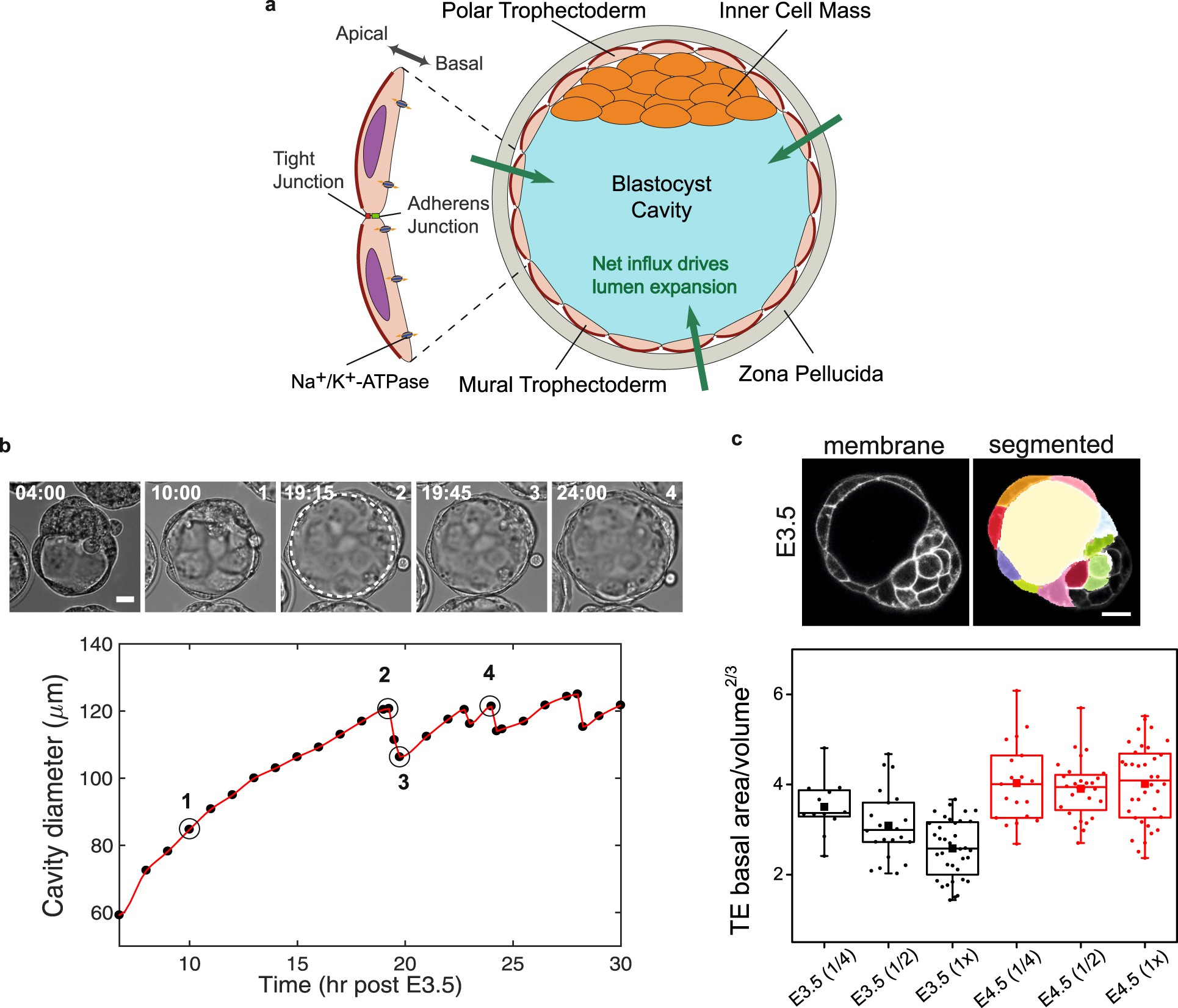 Extended Data Fig. 1