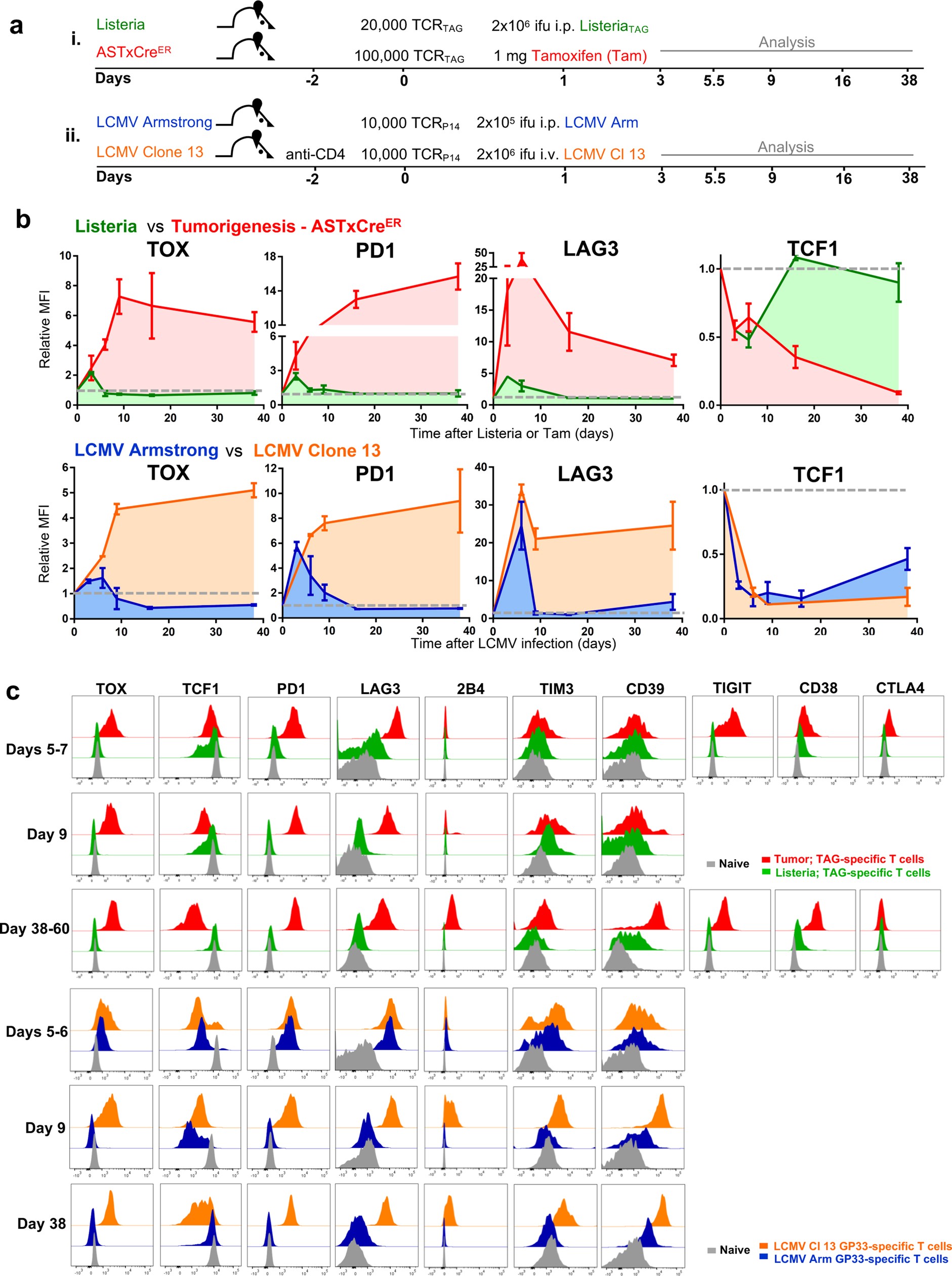 Extended Data Fig. 2: Antigen-specific CD8 T cell differentiation during acute and chronic viral LCMV infections, acute Listeria infection, and during tumorigenesis.