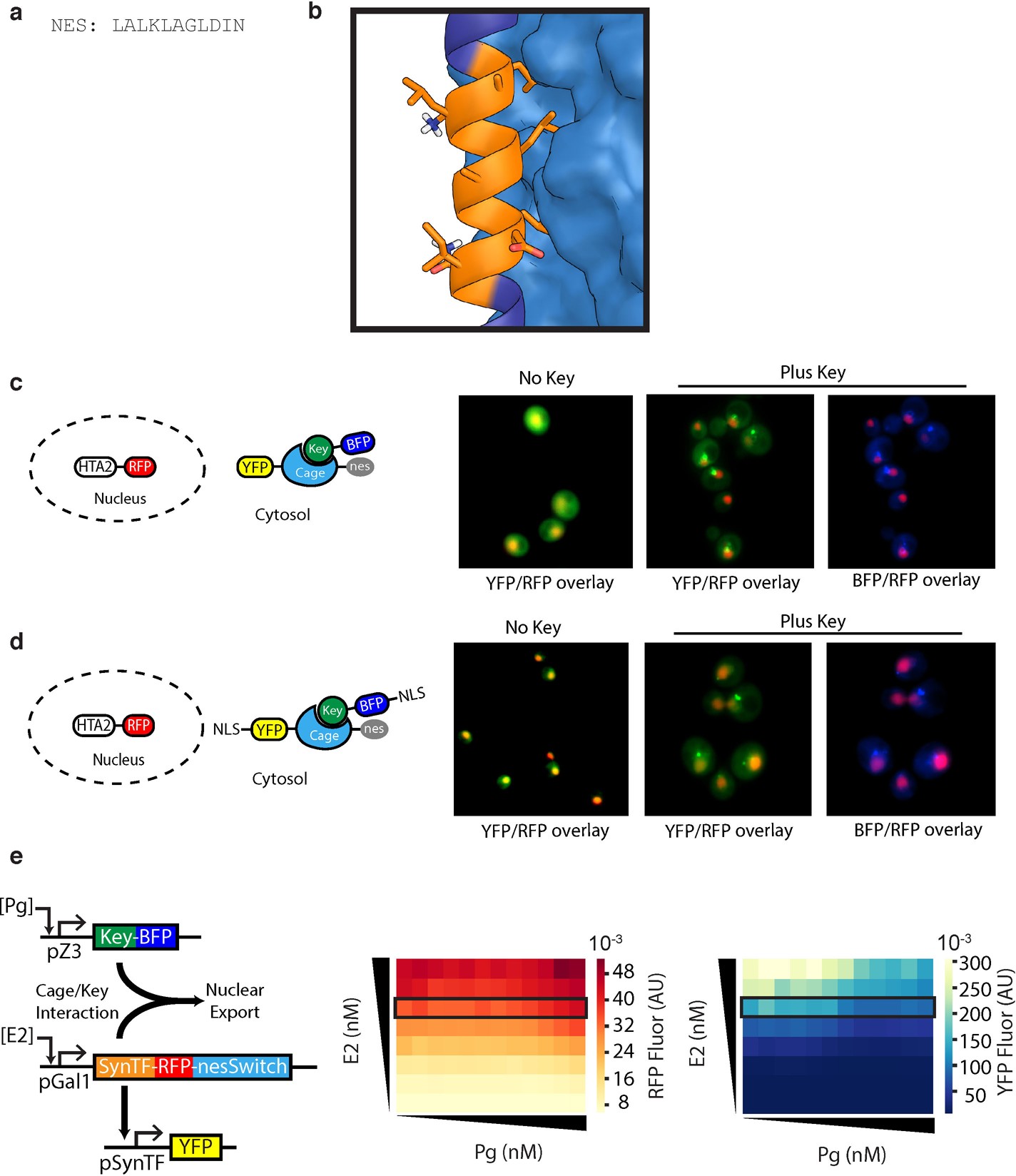 Extended Data Fig. 10: Design and characterization of nesLOCKR.