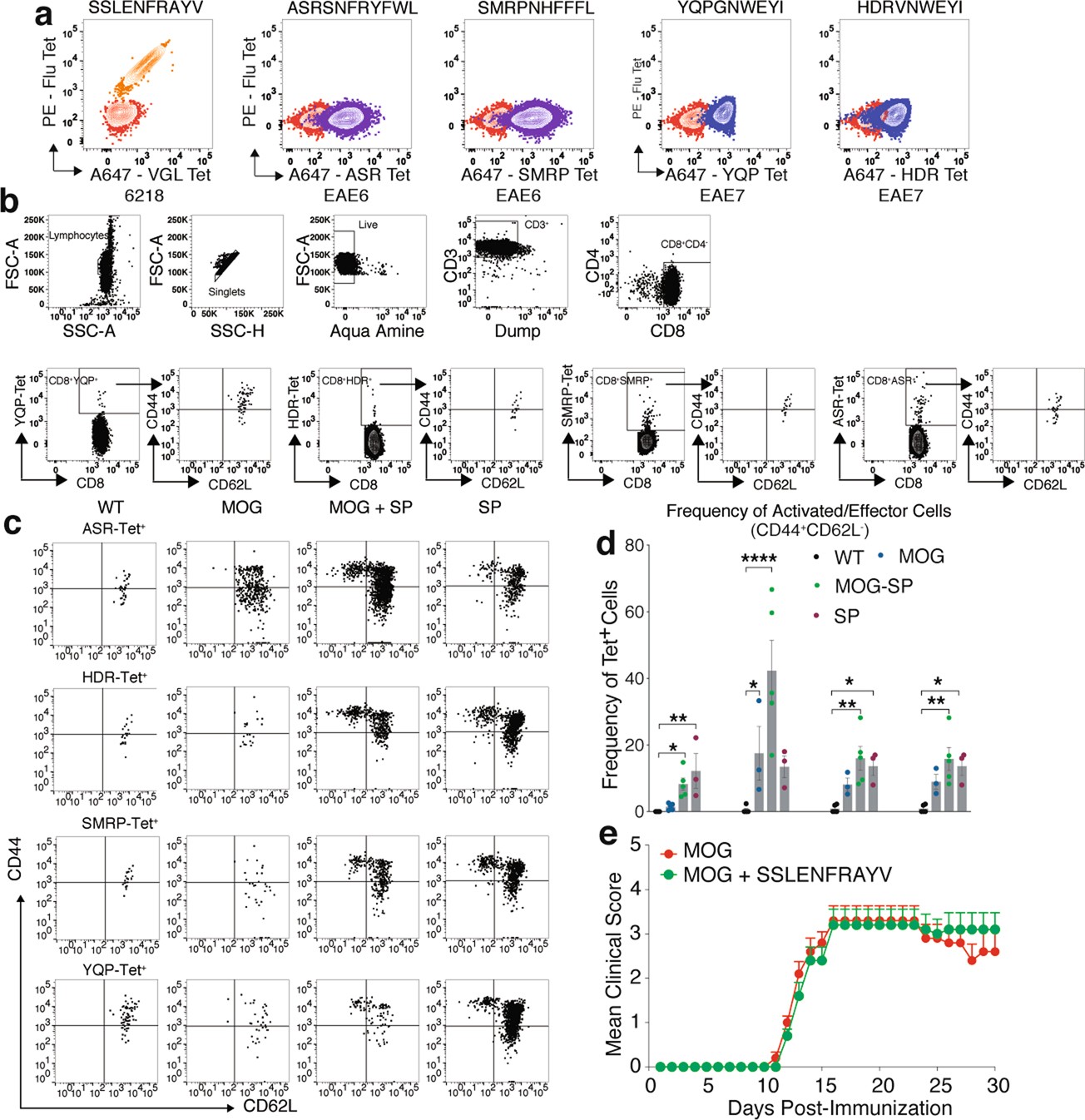Extended Data Fig. 4: In vitro and in vivo characterization of CD8+ T cells specific for surrogate peptides after EAE.