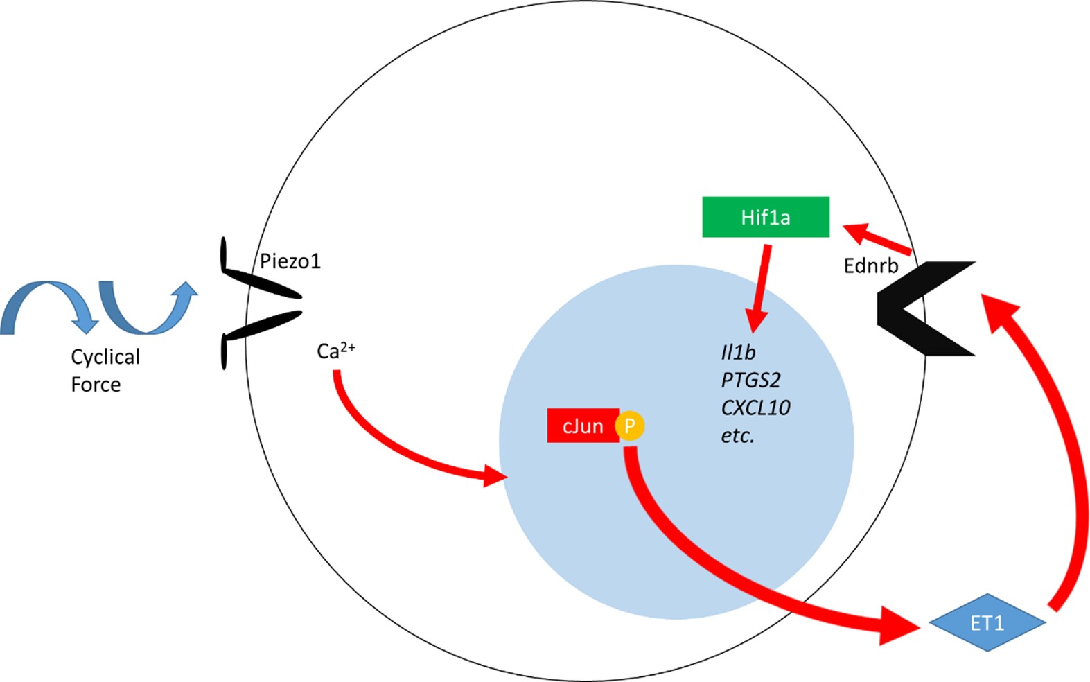 Extended Data Fig. 8: PIEZO1 recognition of cyclical force drives a HIF1α proinflammatory program.