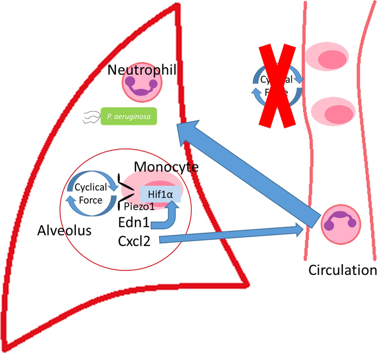 Extended Data Fig. 9: Infiltrating monocytes recognize cyclical hydrostatic pressure in the lung via PIEZO1 to trigger neutrophil-mediated bacterial clearance.
