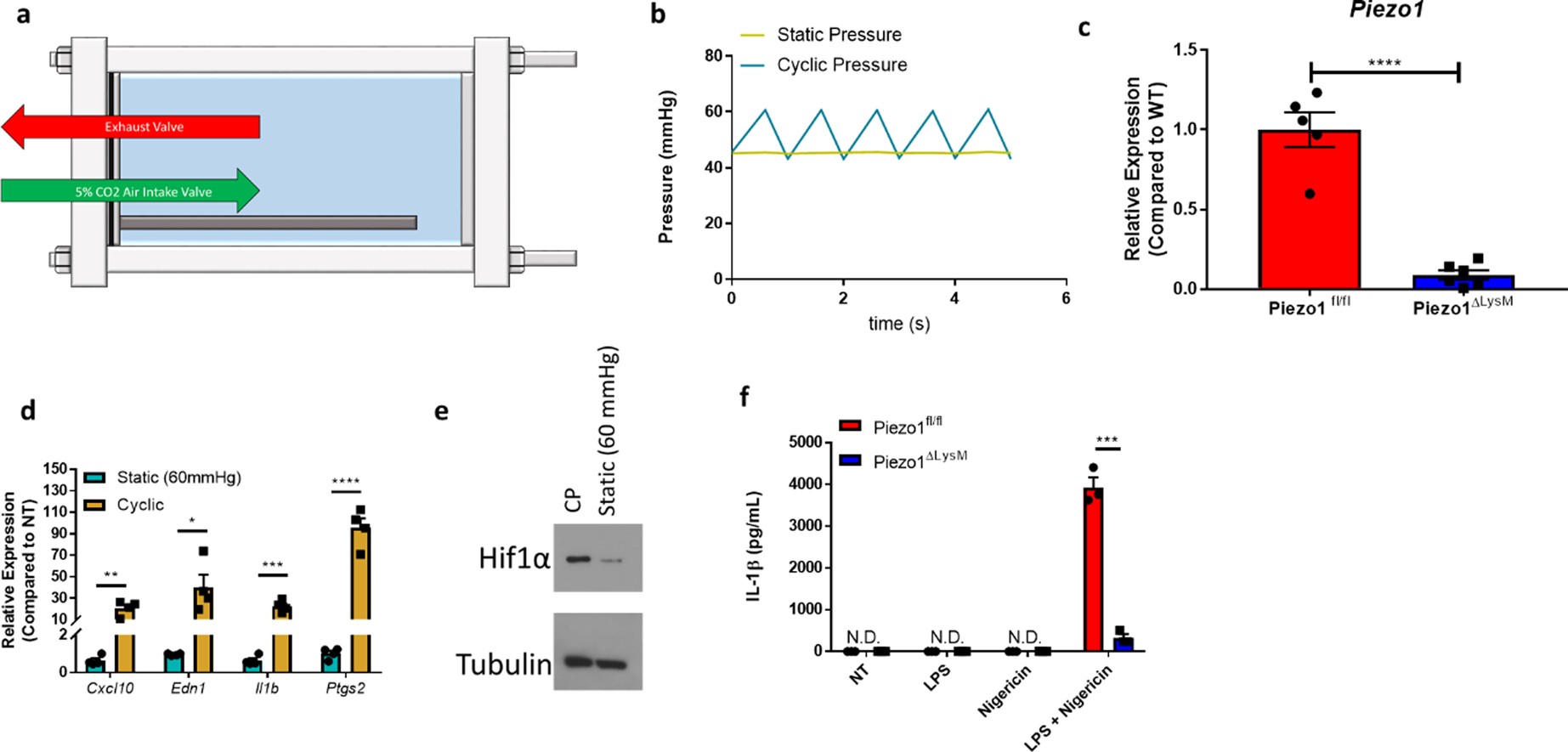 Extended Data Fig. 1: Pressure chamber schematic and PIEZO1-knockout validation.