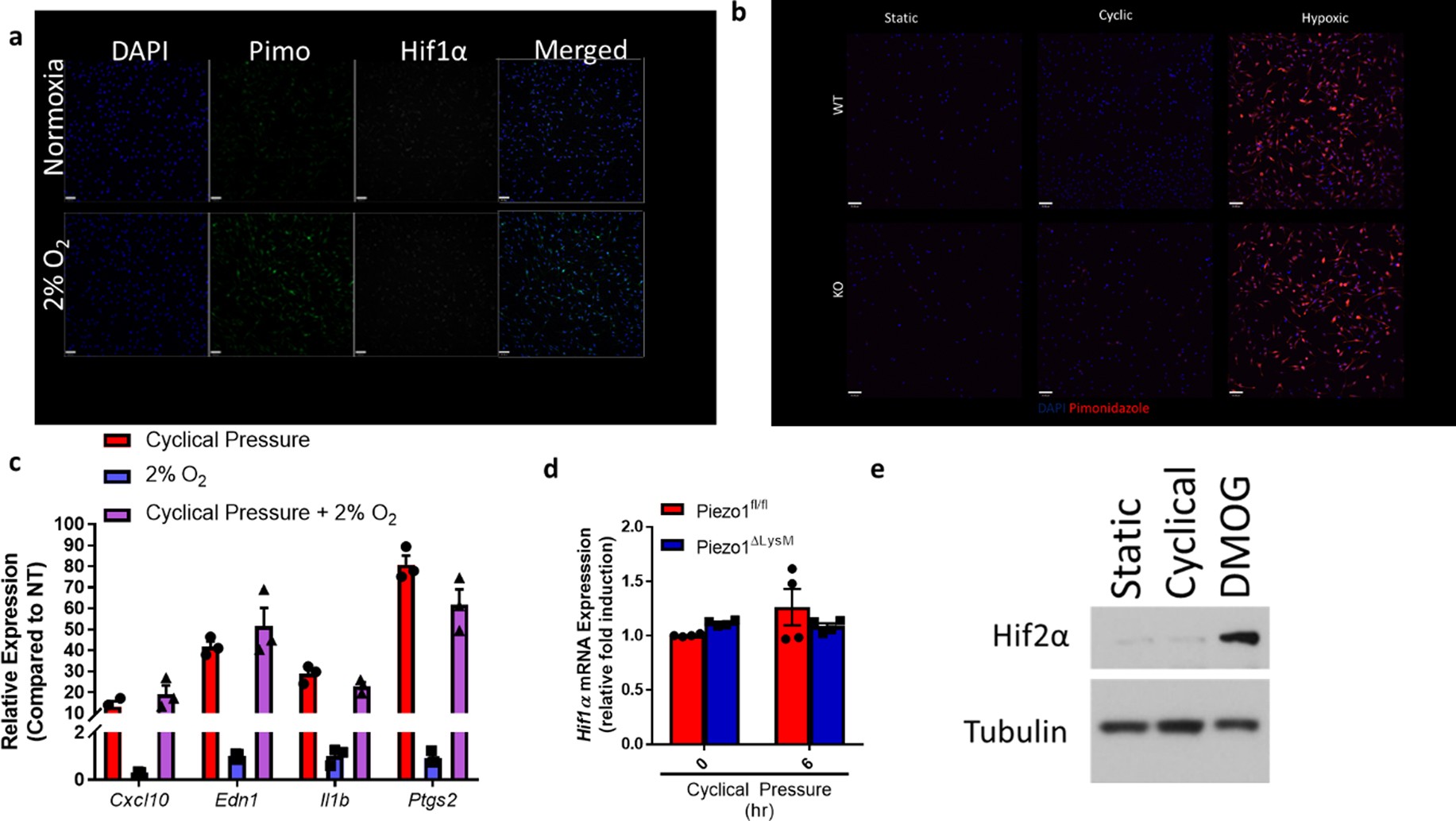 Extended Data Fig. 2: HIF1α stabilization is independent of hypoxia during CHP stimulation.